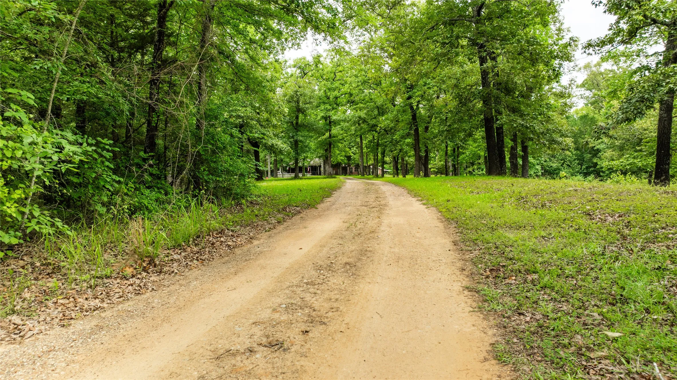 Winding dirt drive framed by mature trees and lush greenery