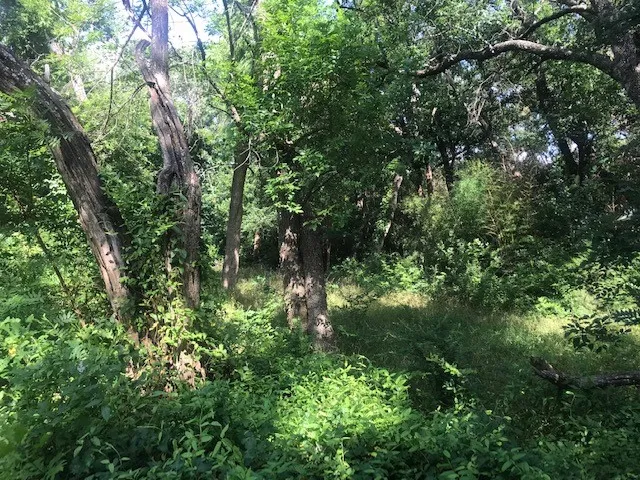 Unimproved Land For Sale in Collin County , 420 Kinney Drive, Murphy, Texas 75094, 0, 0, Garage spaces, 0 Sqft, built in 1972, mls#21291659, Real Estate Agent in Murphy, Homes For Sale in Collin county, Homes For Sale in Murphy, Realtor in Murphy Texas, Real Estate Brokerage Independent Realty Texas, Luminita Cordes Realtor