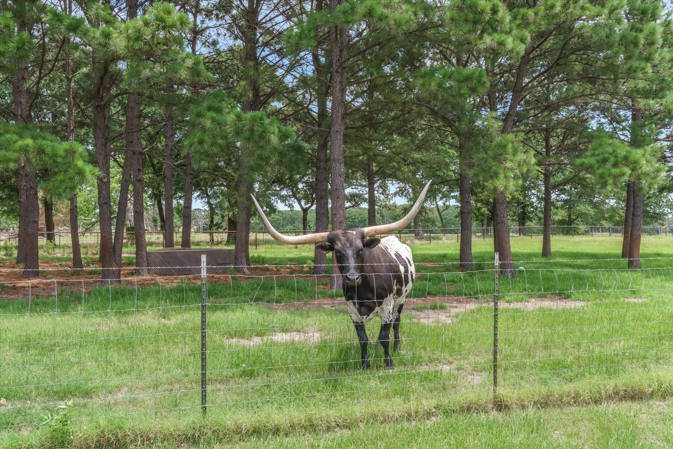 You can hear the whispering pines on a breezy day on this front pasture