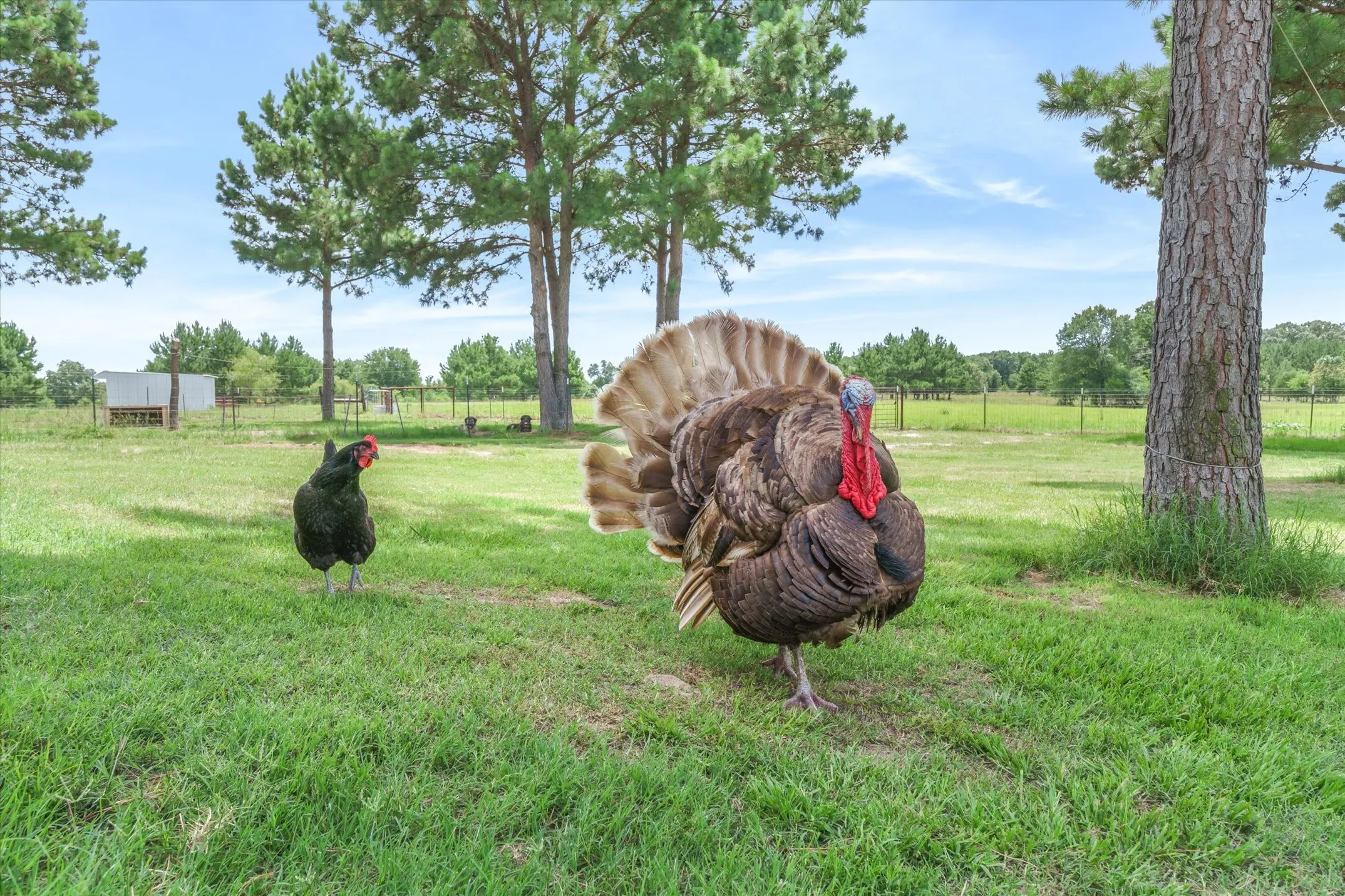 A couple of feathered friends on this friendly farm
