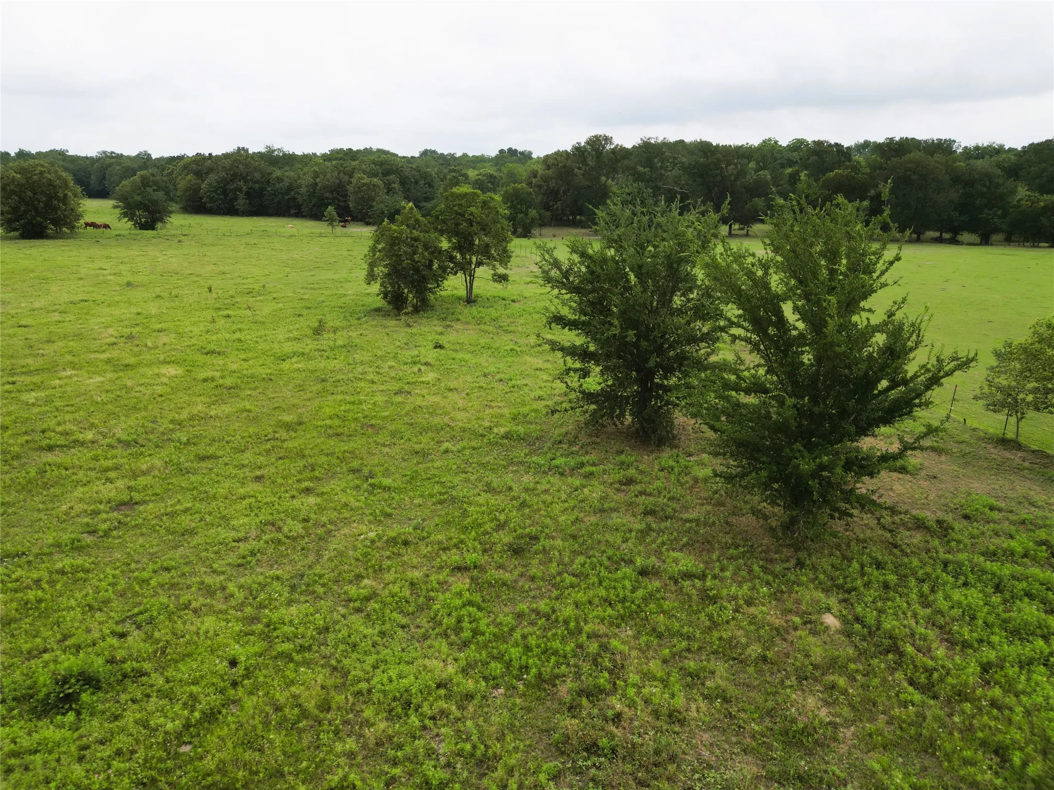 Ranch For Sale in Hopkins County , 30.213Ac County Road 4766, Sulphur Springs, Texas 75482, 0, 0, Garage spaces, 0 Sqft, built in 0, mls#21291380, Real Estate Agent in Sulphur Springs, Homes For Sale in Hopkins county, Homes For Sale in Sulphur Springs, Realtor in Sulphur Springs Texas, Real Estate Brokerage Independent Realty Texas, Luminita Cordes Realtor