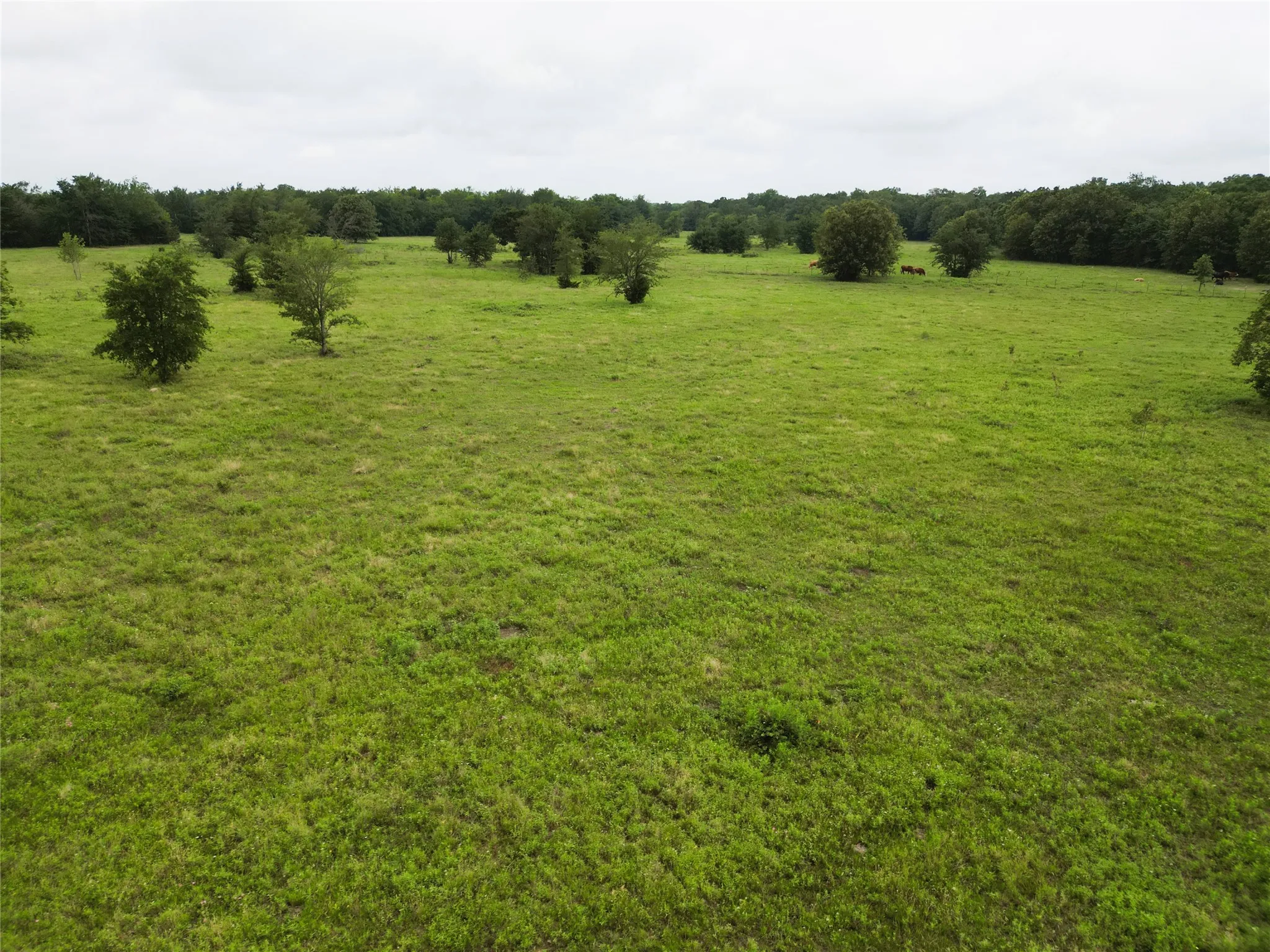 Ranch For Sale in Hopkins County , 30.213Ac County Road 4766, Sulphur Springs, Texas 75482, 0, 0, Garage spaces, 0 Sqft, built in 0, mls#21291380, Real Estate Agent in Sulphur Springs, Homes For Sale in Hopkins county, Homes For Sale in Sulphur Springs, Realtor in Sulphur Springs Texas, Real Estate Brokerage Independent Realty Texas, Luminita Cordes Realtor