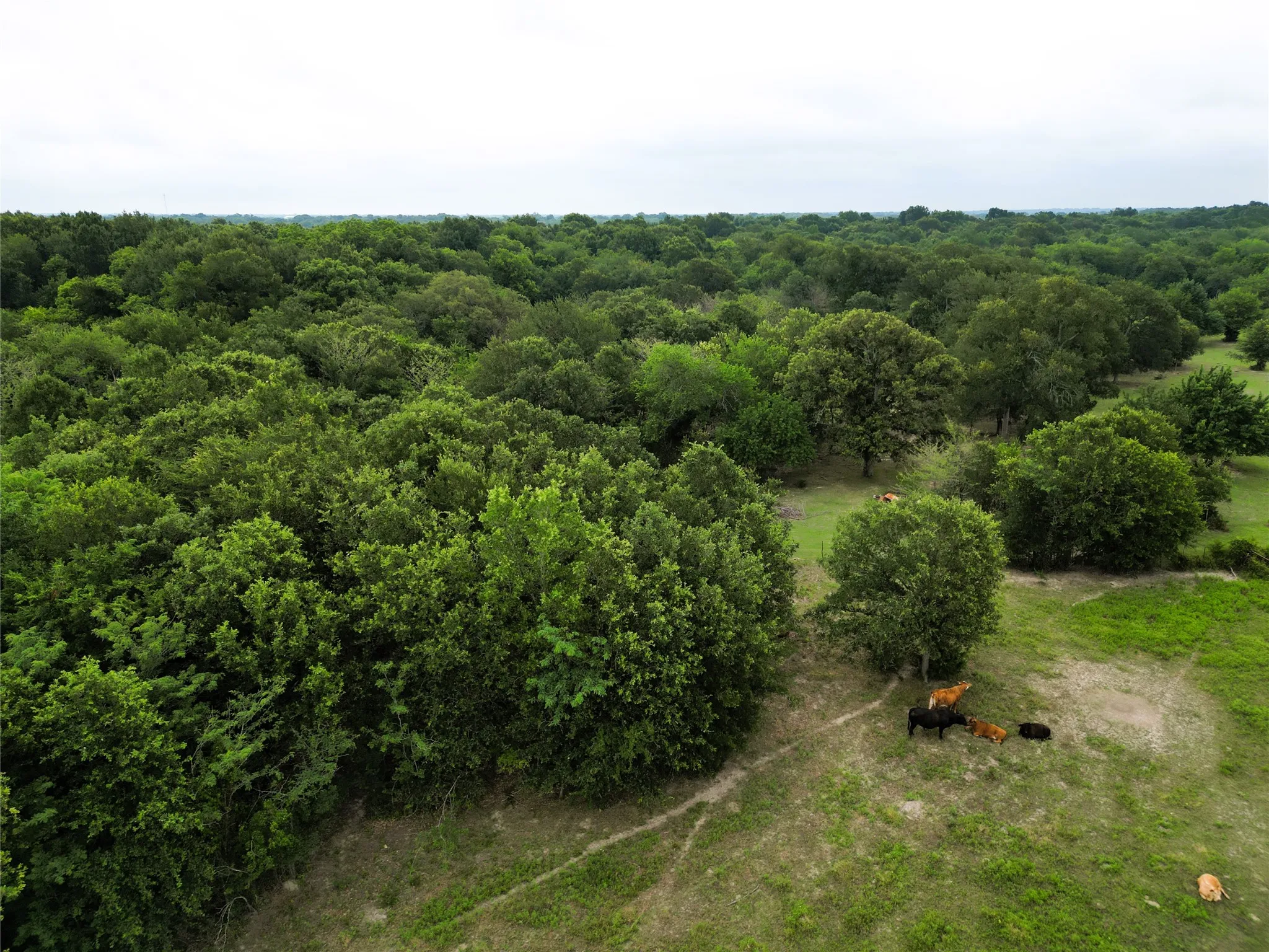 Ranch For Sale in Hopkins County , 30.213Ac County Road 4766, Sulphur Springs, Texas 75482, 0, 0, Garage spaces, 0 Sqft, built in 0, mls#21291380, Real Estate Agent in Sulphur Springs, Homes For Sale in Hopkins county, Homes For Sale in Sulphur Springs, Realtor in Sulphur Springs Texas, Real Estate Brokerage Independent Realty Texas, Luminita Cordes Realtor