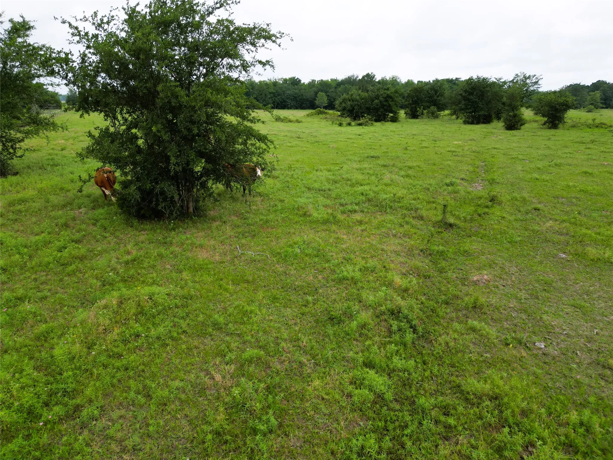 Ranch For Sale in Hopkins County , 30.213Ac County Road 4766, Sulphur Springs, Texas 75482, 0, 0, Garage spaces, 0 Sqft, built in 0, mls#21291380, Real Estate Agent in Sulphur Springs, Homes For Sale in Hopkins county, Homes For Sale in Sulphur Springs, Realtor in Sulphur Springs Texas, Real Estate Brokerage Independent Realty Texas, Luminita Cordes Realtor