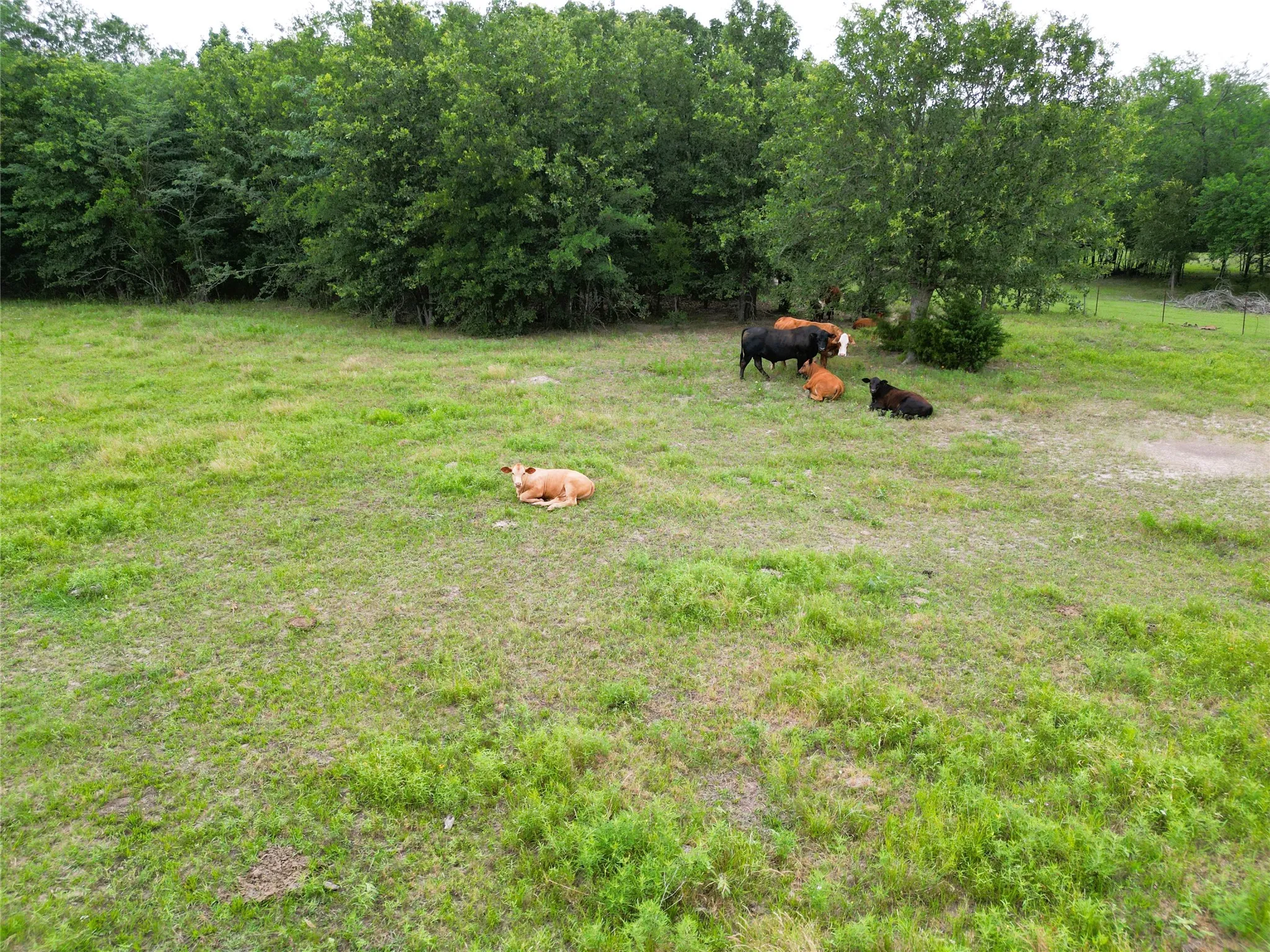 Ranch For Sale in Hopkins County , 30.213Ac County Road 4766, Sulphur Springs, Texas 75482, 0, 0, Garage spaces, 0 Sqft, built in 0, mls#21291380, Real Estate Agent in Sulphur Springs, Homes For Sale in Hopkins county, Homes For Sale in Sulphur Springs, Realtor in Sulphur Springs Texas, Real Estate Brokerage Independent Realty Texas, Luminita Cordes Realtor