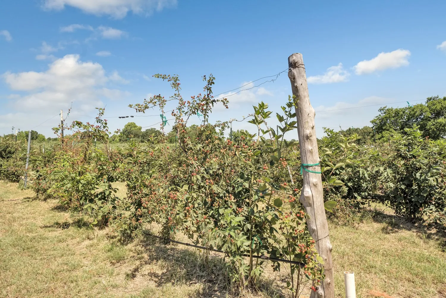 One acre of blackberries