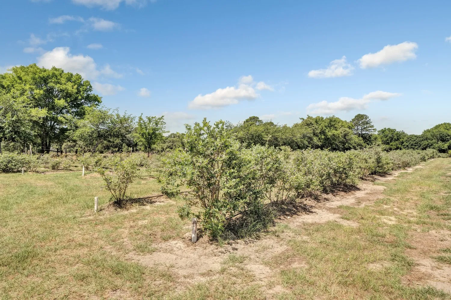 Retail For Sale in Van Zandt County , 10268 FM 314, Edom, Texas 75756, 0, 0, Garage spaces, 0 Sqft, built in 2000, Price $950,000, mls#21291982, Real Estate Agent in Edom, Homes For Sale in Van Zandt county, Homes For Sale in Edom, Realtor in Edom Texas, Real Estate Brokerage Independent Realty Texas, Luminita Cordes Realtor