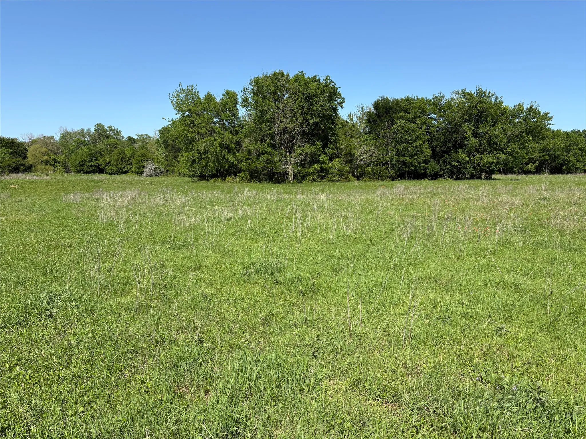 Native grasses and open land create a classic Texas country landscape.