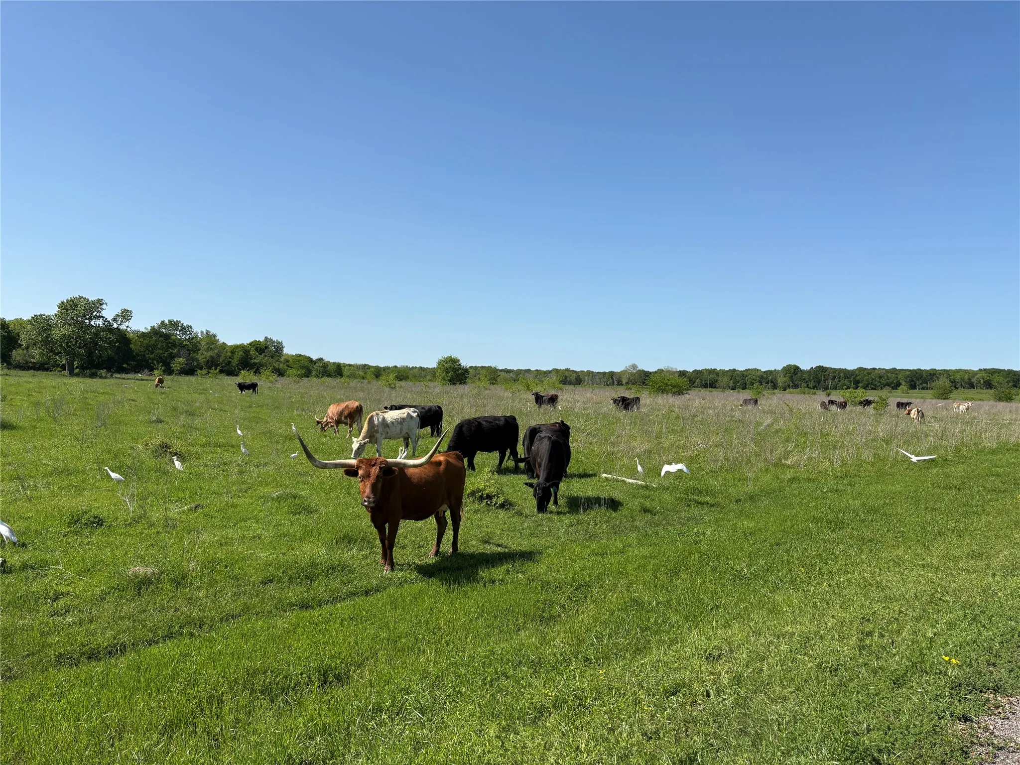 Horses and cows permitted, making this an ideal property for a barndominium ranch setup.
