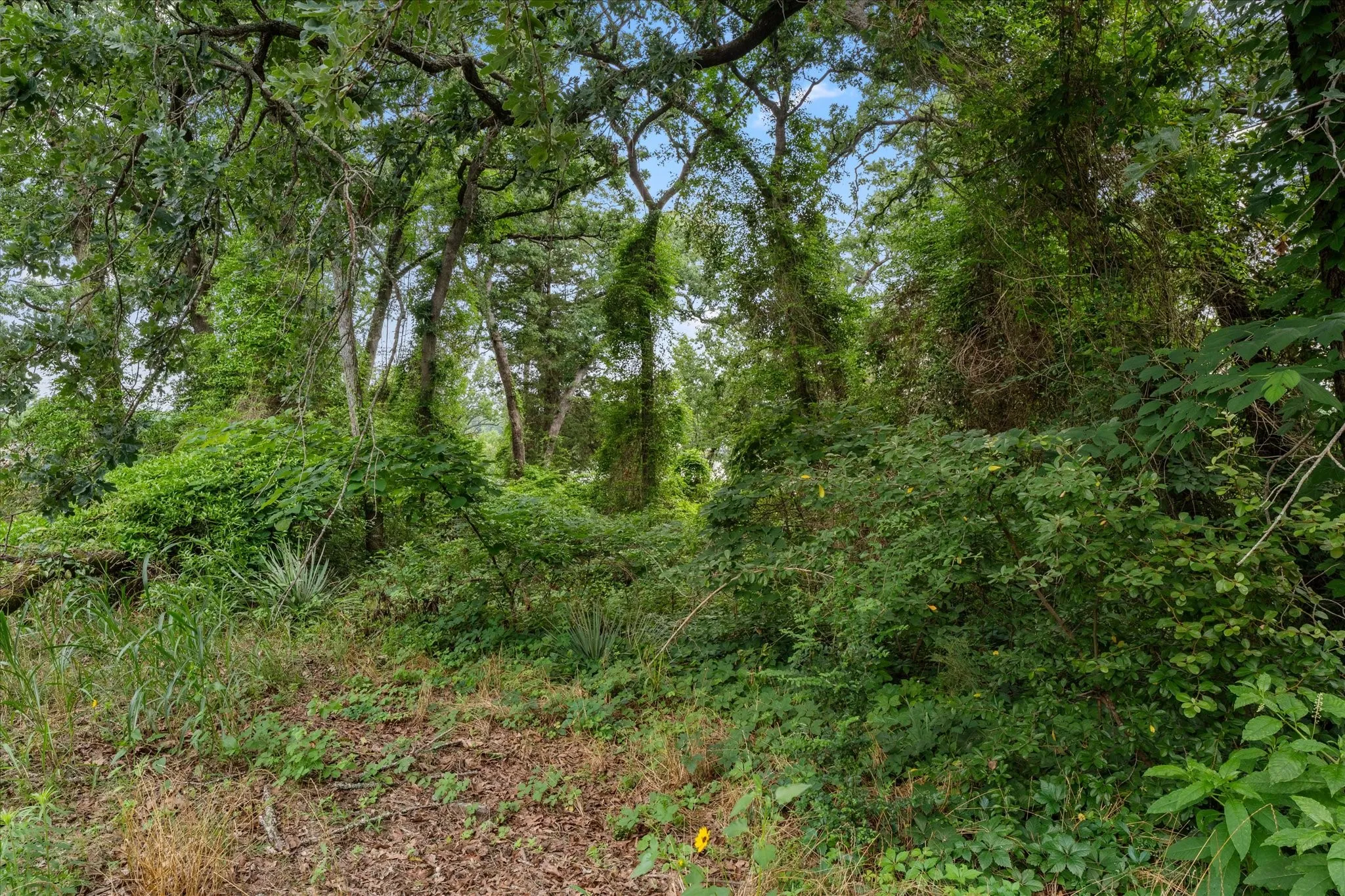 Unimproved Land For Sale in Franklin (TX) County , 000 Camp Cypress Trail, Winnsboro, Texas 75494, 0, 0, Garage spaces, 0 Sqft, built in 0, mls#21262257, Real Estate Agent in Winnsboro, Homes For Sale in Franklin (TX) county, Homes For Sale in Winnsboro, Realtor in Winnsboro Texas, Real Estate Brokerage Independent Realty Texas, Luminita Cordes Realtor