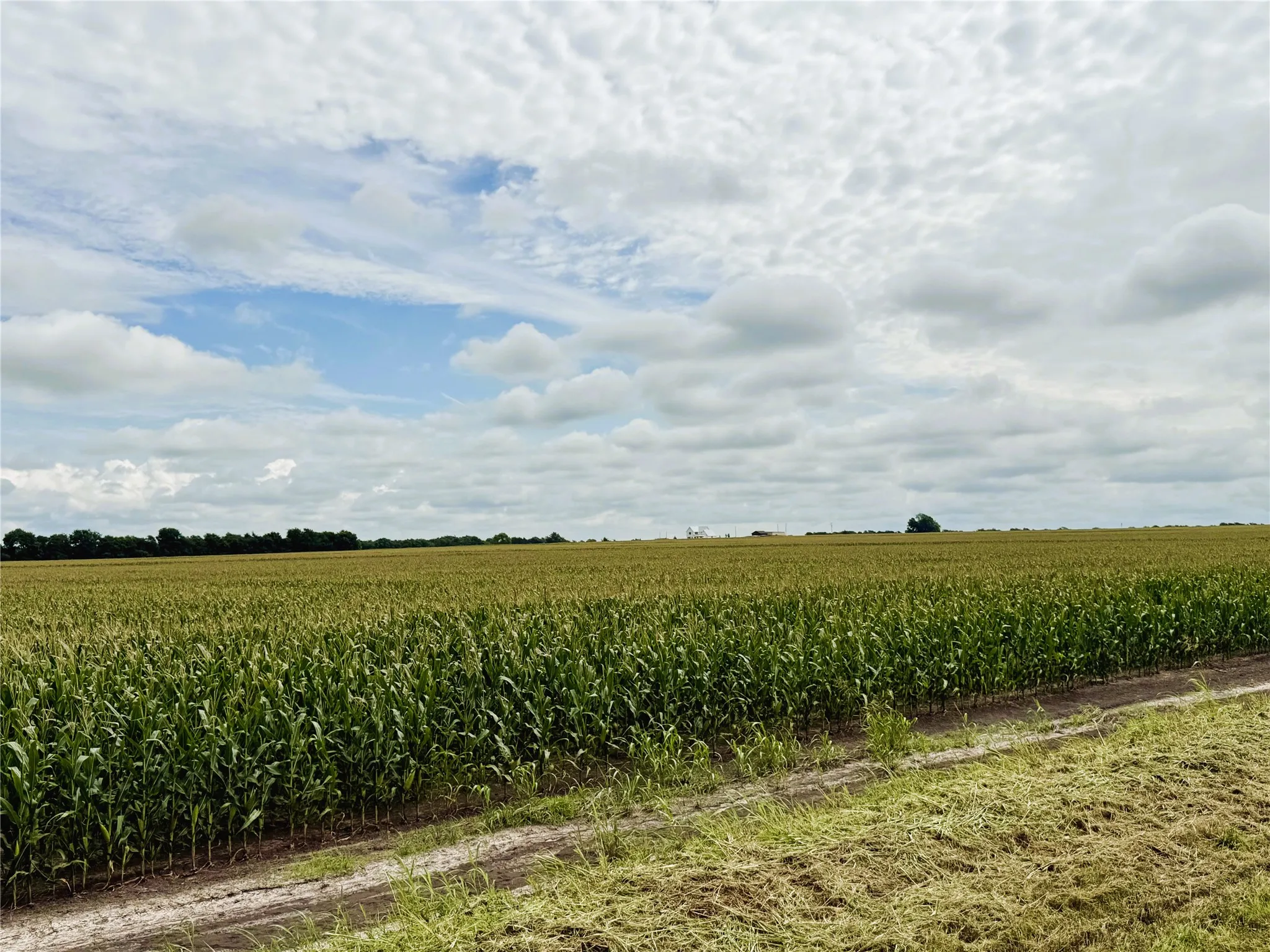 Unimproved Land For Sale in Fannin County , TBD FM HWY 272, Leonard, Texas 75452, 0, 0, Garage spaces, 0 Sqft, built in 0, mls#21288604, Real Estate Agent in Leonard, Homes For Sale in Fannin county, Homes For Sale in Leonard, Realtor in Leonard Texas, Real Estate Brokerage Independent Realty Texas, Luminita Cordes Realtor