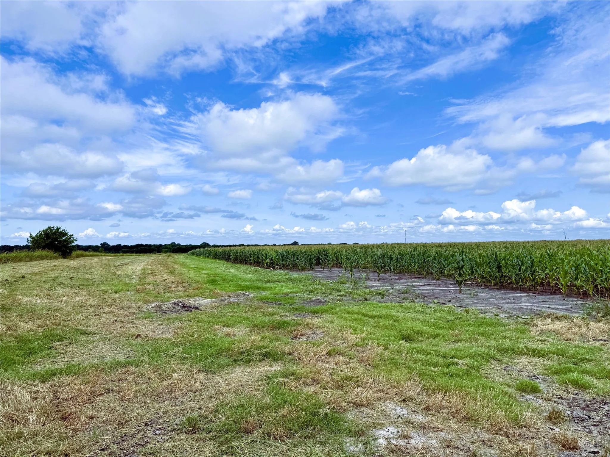 Unimproved Land For Sale in Fannin County , TBD FM HWY 272, Leonard, Texas 75452, 0, 0, Garage spaces, 0 Sqft, built in 0, mls#21288604, Real Estate Agent in Leonard, Homes For Sale in Fannin county, Homes For Sale in Leonard, Realtor in Leonard Texas, Real Estate Brokerage Independent Realty Texas, Luminita Cordes Realtor