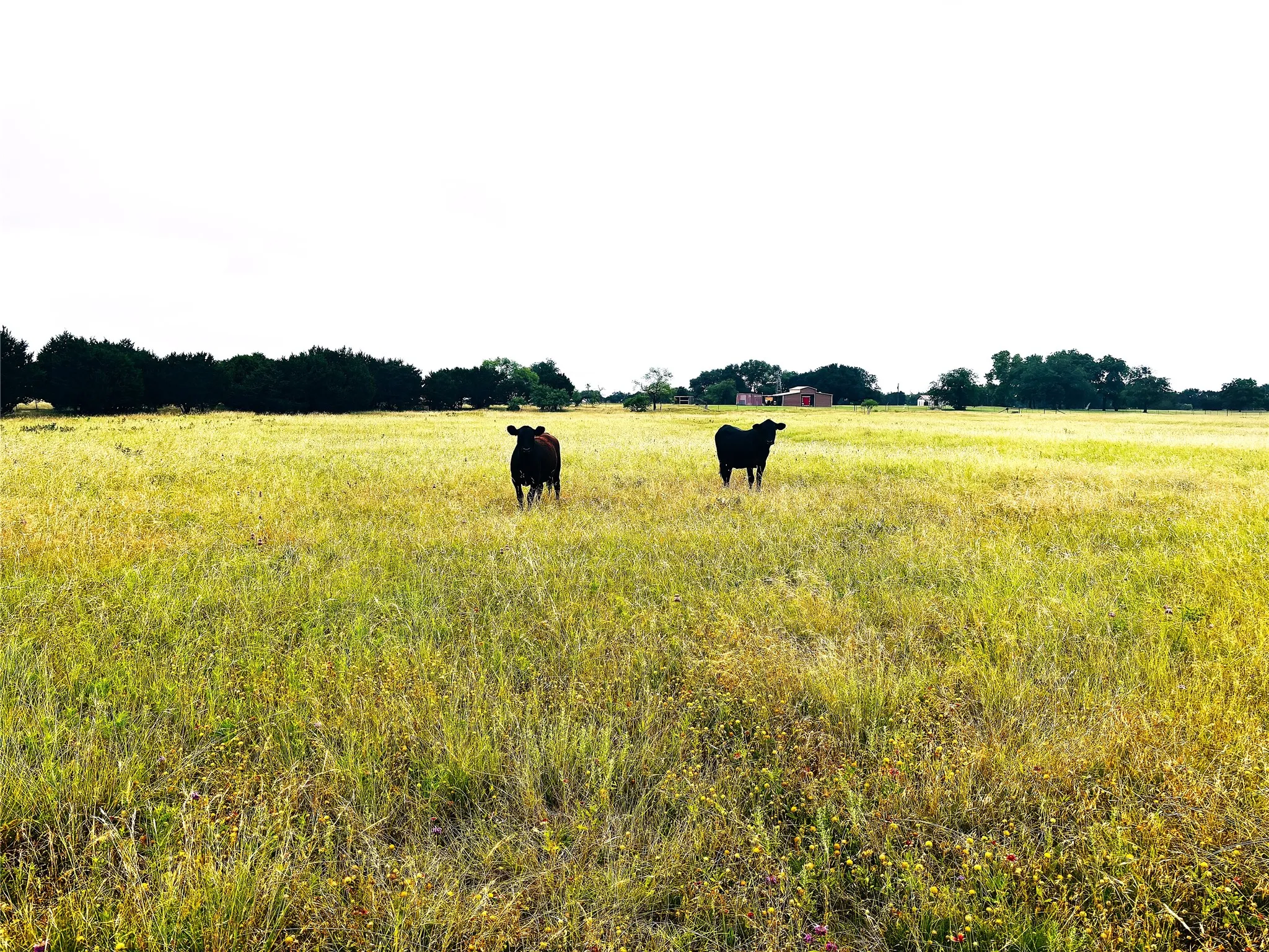 Improved Land For Sale in Bosque County , 929 CR 2357, Meridian, Texas 76665, 0, 0, Garage spaces, 0 Sqft, built in 0, Price $169,000, mls#21292431, Real Estate Agent in Meridian, Homes For Sale in Bosque county, Homes For Sale in Meridian, Realtor in Meridian Texas, Real Estate Brokerage Independent Realty Texas, Luminita Cordes Realtor