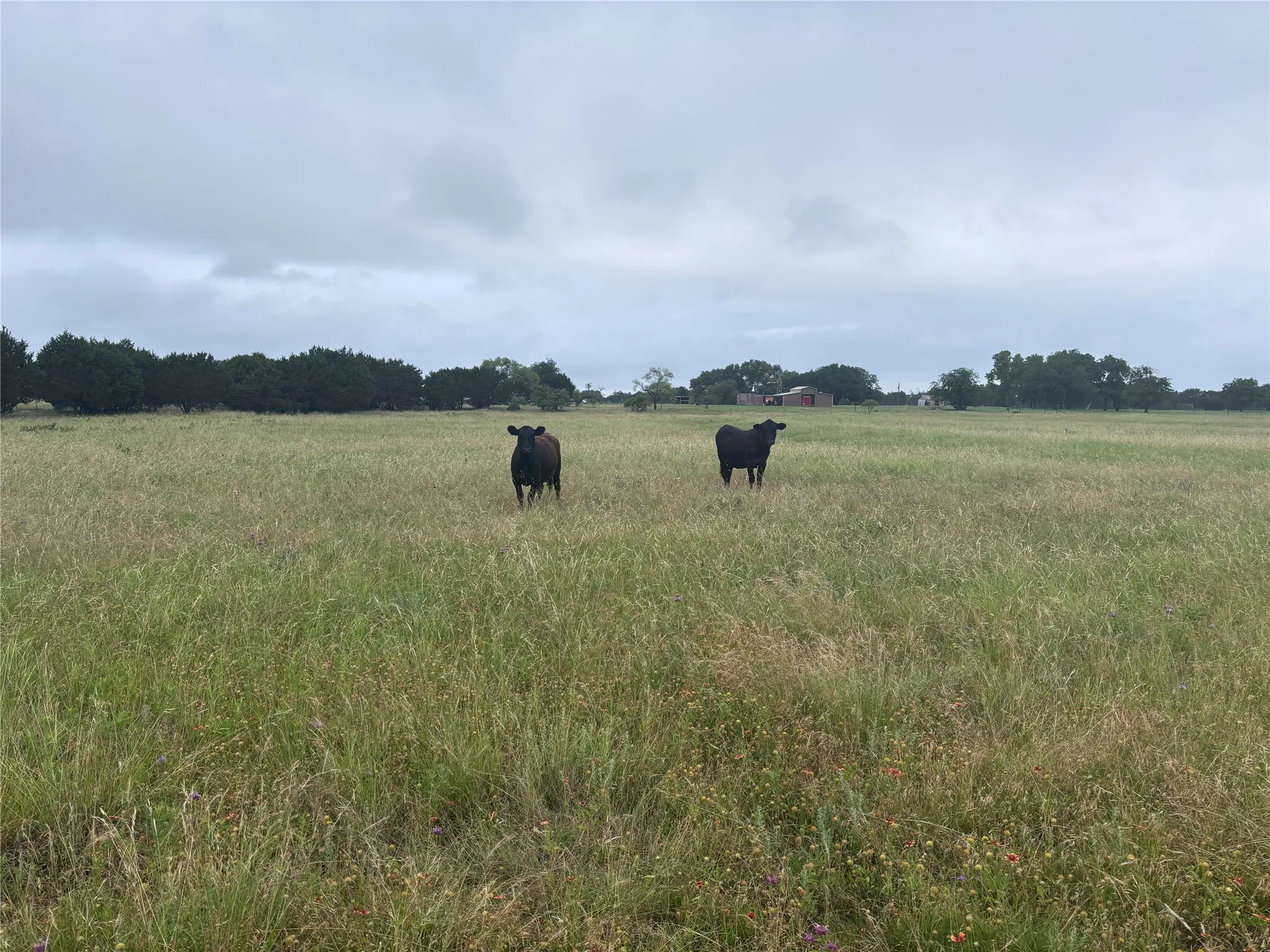 Improved Land For Sale in Bosque County , 929 CR 2357, Meridian, Texas 76665, 0, 0, Garage spaces, 0 Sqft, built in 0, Price $169,000, mls#21292431, Real Estate Agent in Meridian, Homes For Sale in Bosque county, Homes For Sale in Meridian, Realtor in Meridian Texas, Real Estate Brokerage Independent Realty Texas, Luminita Cordes Realtor