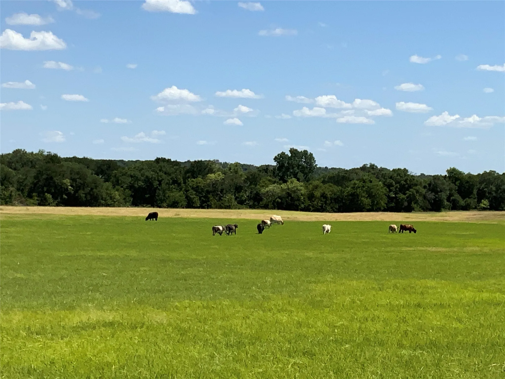 Ranch For Sale in Comanche County , 235 County Road 343, Dublin, Texas 76446, 0, 0, Garage spaces, 0 Sqft, built in 2008, Price $875,000, mls#21292112, Real Estate Agent in Dublin, Homes For Sale in Comanche county, Homes For Sale in Dublin, Realtor in Dublin Texas, Real Estate Brokerage Independent Realty Texas, Luminita Cordes Realtor