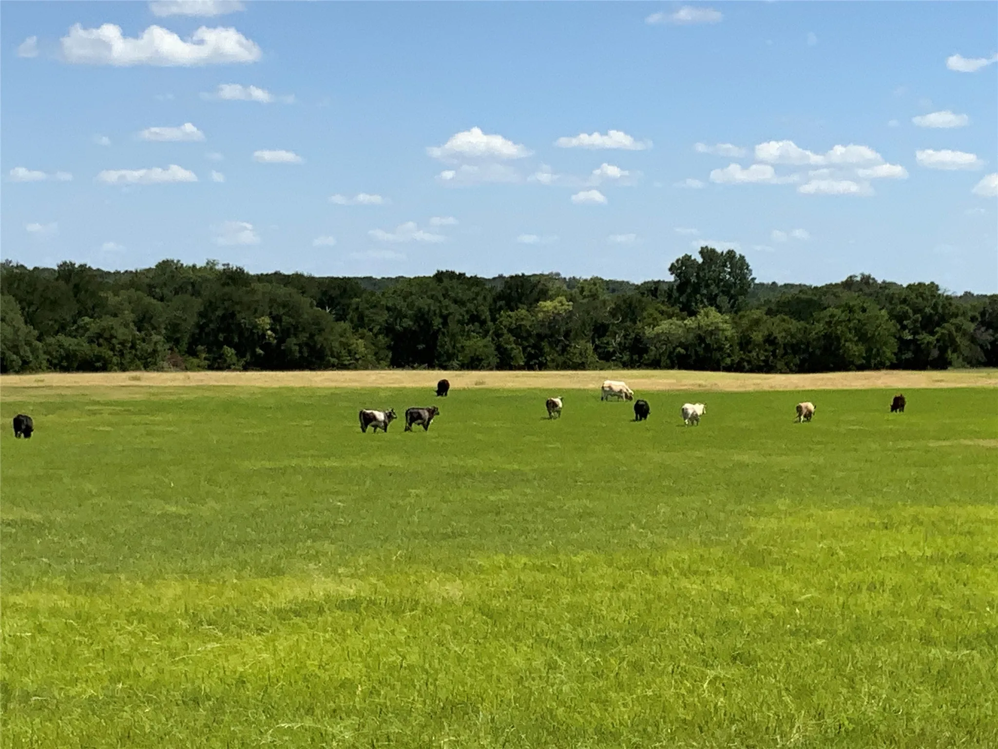 Ranch For Sale in Comanche County , 235 County Road 343, Dublin, Texas 76446, 0, 0, Garage spaces, 0 Sqft, built in 2008, Price $875,000, mls#21292112, Real Estate Agent in Dublin, Homes For Sale in Comanche county, Homes For Sale in Dublin, Realtor in Dublin Texas, Real Estate Brokerage Independent Realty Texas, Luminita Cordes Realtor