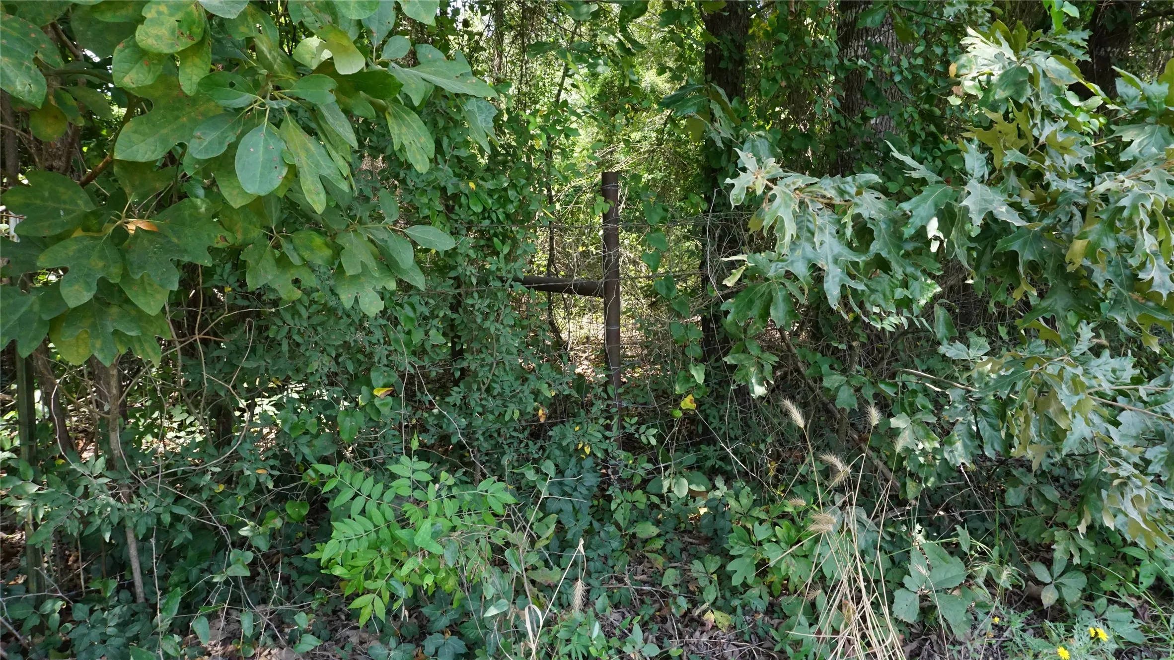 Unimproved Land For Sale in Wood County , TBD Private Road 7907, Hawkins, Texas 75765, 0, 0, Garage spaces, 0 Sqft, built in 0, Price $99,900, mls#21292643, Real Estate Agent in Hawkins, Homes For Sale in Wood county, Homes For Sale in Hawkins, Realtor in Hawkins Texas, Real Estate Brokerage Independent Realty Texas, Luminita Cordes Realtor