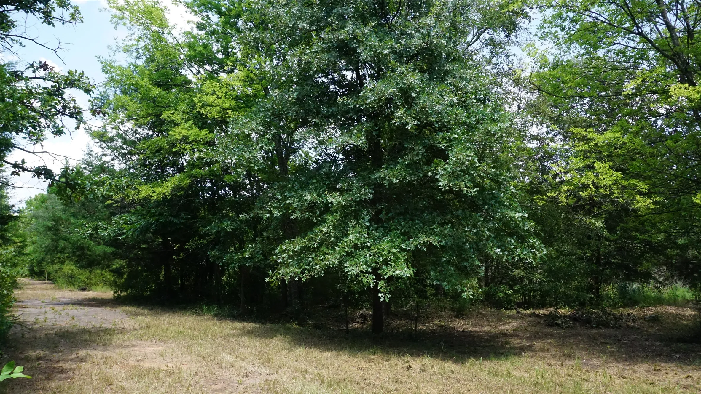 Unimproved Land For Sale in Wood County , TBD Private Road 7907, Hawkins, Texas 75765, 0, 0, Garage spaces, 0 Sqft, built in 0, Price $99,900, mls#21292643, Real Estate Agent in Hawkins, Homes For Sale in Wood county, Homes For Sale in Hawkins, Realtor in Hawkins Texas, Real Estate Brokerage Independent Realty Texas, Luminita Cordes Realtor
