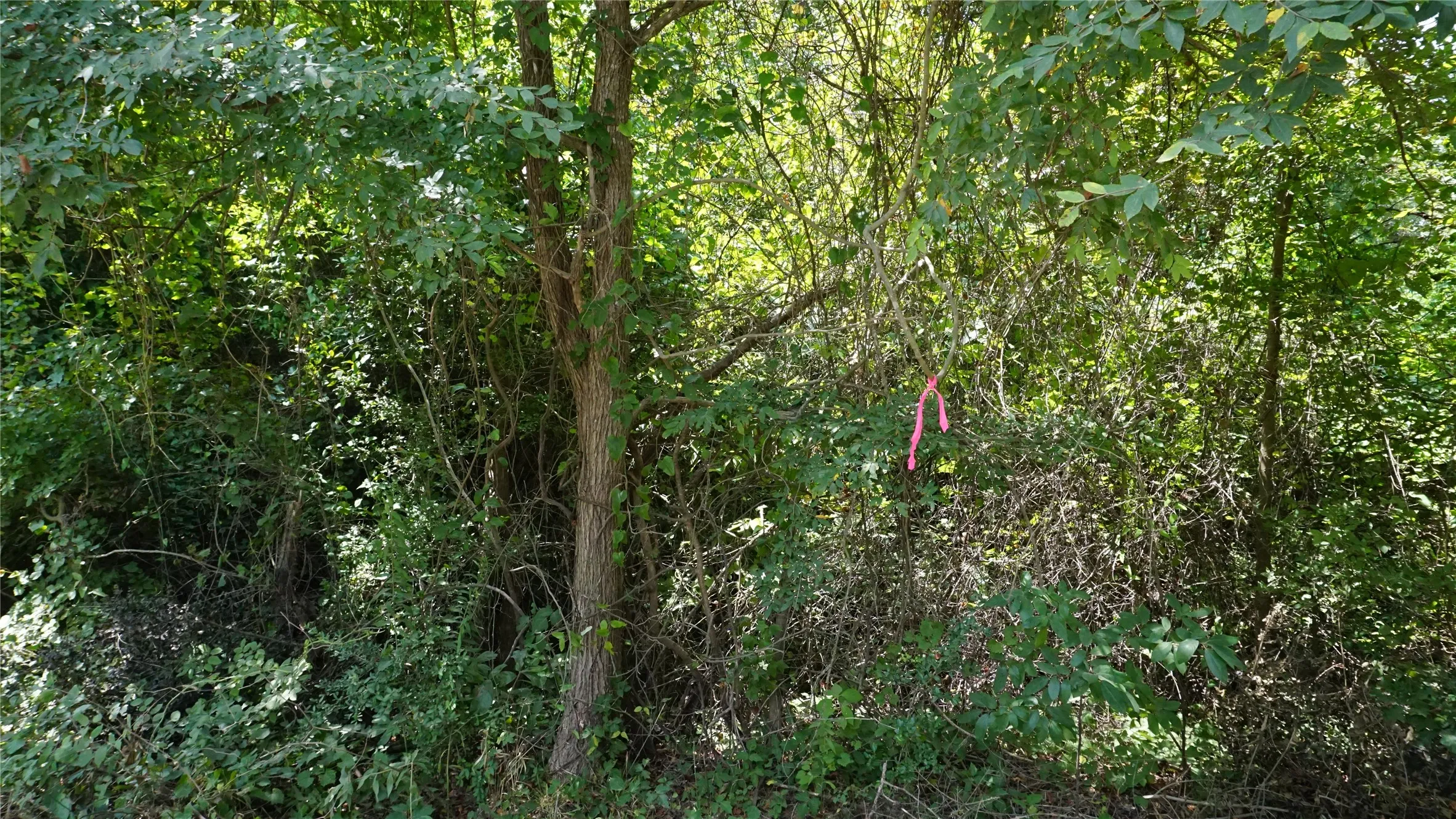 Unimproved Land For Sale in Wood County , TBD Private Road 7907, Hawkins, Texas 75765, 0, 0, Garage spaces, 0 Sqft, built in 0, Price $99,900, mls#21292643, Real Estate Agent in Hawkins, Homes For Sale in Wood county, Homes For Sale in Hawkins, Realtor in Hawkins Texas, Real Estate Brokerage Independent Realty Texas, Luminita Cordes Realtor