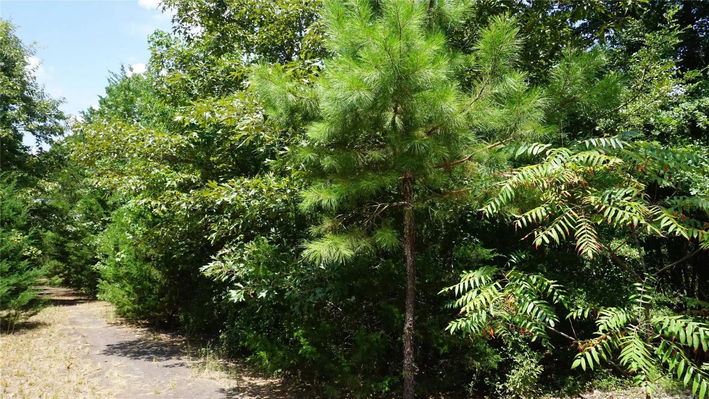 Unimproved Land For Sale in Wood County , TBD Private Road 7907, Hawkins, Texas 75765, 0, 0, Garage spaces, 0 Sqft, built in 0, Price $99,900, mls#21292643, Real Estate Agent in Hawkins, Homes For Sale in Wood county, Homes For Sale in Hawkins, Realtor in Hawkins Texas, Real Estate Brokerage Independent Realty Texas, Luminita Cordes Realtor