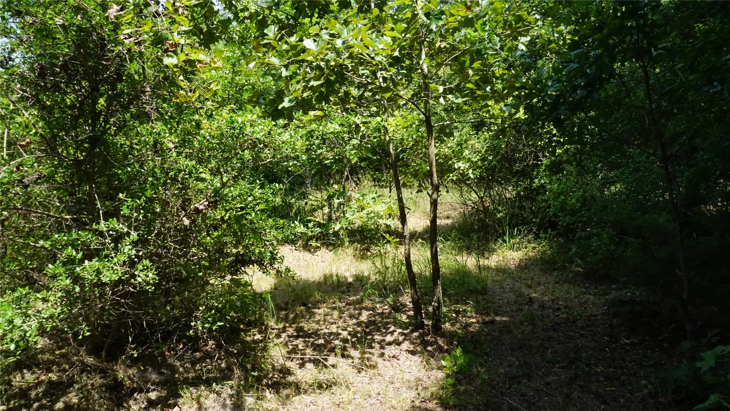 Unimproved Land For Sale in Wood County , TBD Private Road 7907, Hawkins, Texas 75765, 0, 0, Garage spaces, 0 Sqft, built in 0, Price $99,900, mls#21292643, Real Estate Agent in Hawkins, Homes For Sale in Wood county, Homes For Sale in Hawkins, Realtor in Hawkins Texas, Real Estate Brokerage Independent Realty Texas, Luminita Cordes Realtor