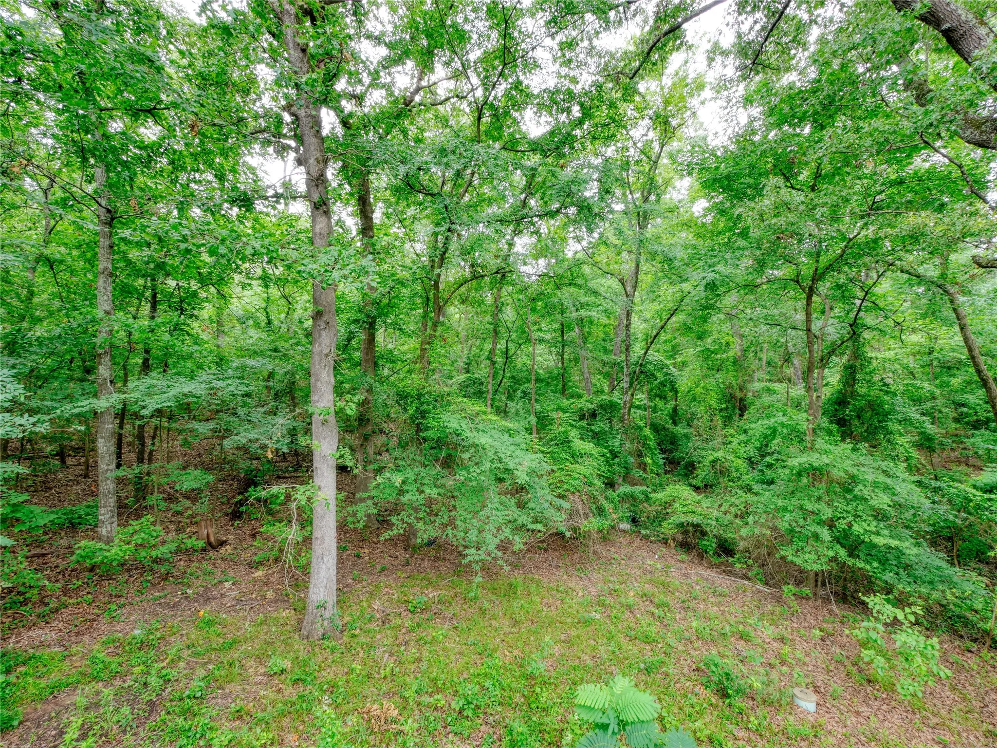 Heavily treed lot