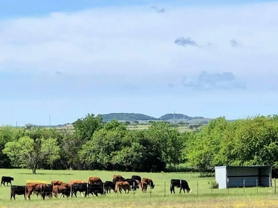 Farm For Sale in Bosque County , 660 FM 203, Walnut Springs, Texas 76690, 2 Bedroom, 2 Bathroom, Garage spaces, 1,941 Sqft, built in 1960, mls#21288812, Real Estate Agent in Walnut Springs, Homes For Sale in Bosque county, Homes For Sale in Walnut Springs, Realtor in Walnut Springs Texas, Real Estate Brokerage Independent Realty Texas, Luminita Cordes Realtor