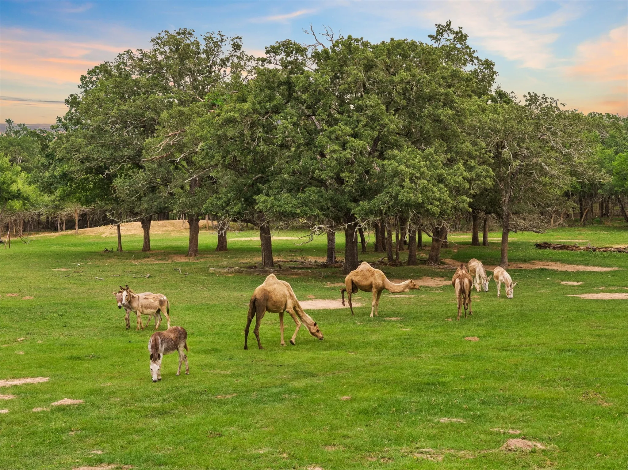 Farm For Sale in Milam County , 132 County Road 267, Cameron, Texas 76520, 4 Bedroom, 3 Bathroom, Garage spaces, 1,754 Sqft, built in 1990, mls#21291441, Real Estate Agent in Cameron, Homes For Sale in Milam county, Homes For Sale in Cameron, Realtor in Cameron Texas, Real Estate Brokerage Independent Realty Texas, Luminita Cordes Realtor