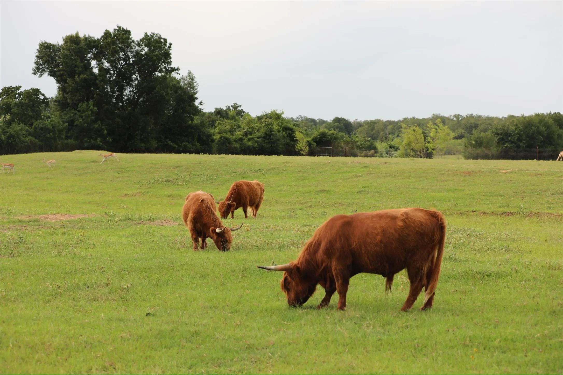 Farm For Sale in Milam County , 132 County Road 267, Cameron, Texas 76520, 4 Bedroom, 3 Bathroom, Garage spaces, 1,754 Sqft, built in 1990, mls#21291441, Real Estate Agent in Cameron, Homes For Sale in Milam county, Homes For Sale in Cameron, Realtor in Cameron Texas, Real Estate Brokerage Independent Realty Texas, Luminita Cordes Realtor