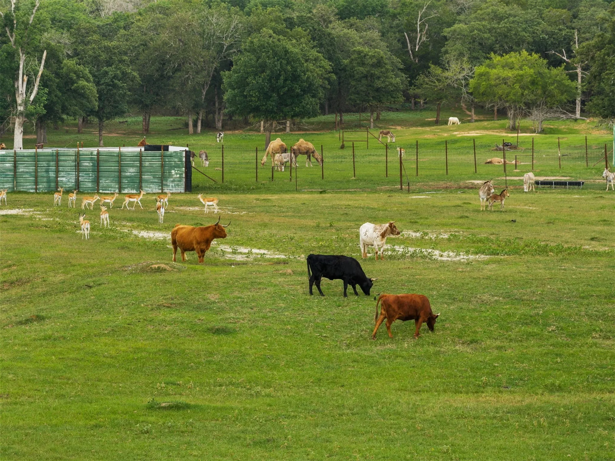 Farm For Sale in Milam County , 132 County Road 267, Cameron, Texas 76520, 4 Bedroom, 3 Bathroom, Garage spaces, 1,754 Sqft, built in 1990, mls#21291441, Real Estate Agent in Cameron, Homes For Sale in Milam county, Homes For Sale in Cameron, Realtor in Cameron Texas, Real Estate Brokerage Independent Realty Texas, Luminita Cordes Realtor