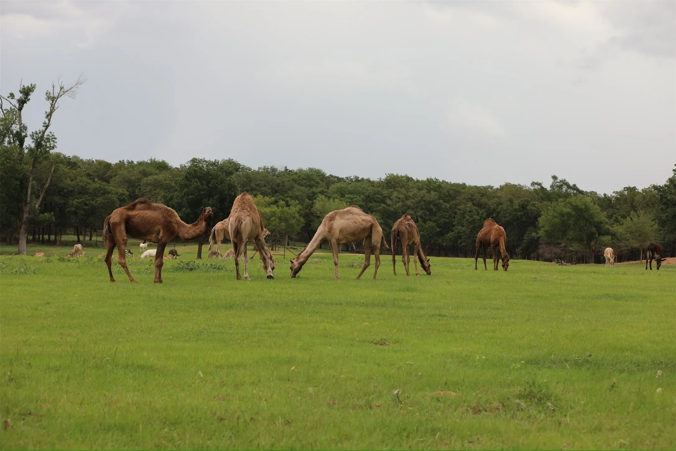 Farm For Sale in Milam County , 132 County Road 267, Cameron, Texas 76520, 4 Bedroom, 3 Bathroom, Garage spaces, 1,754 Sqft, built in 1990, mls#21291441, Real Estate Agent in Cameron, Homes For Sale in Milam county, Homes For Sale in Cameron, Realtor in Cameron Texas, Real Estate Brokerage Independent Realty Texas, Luminita Cordes Realtor