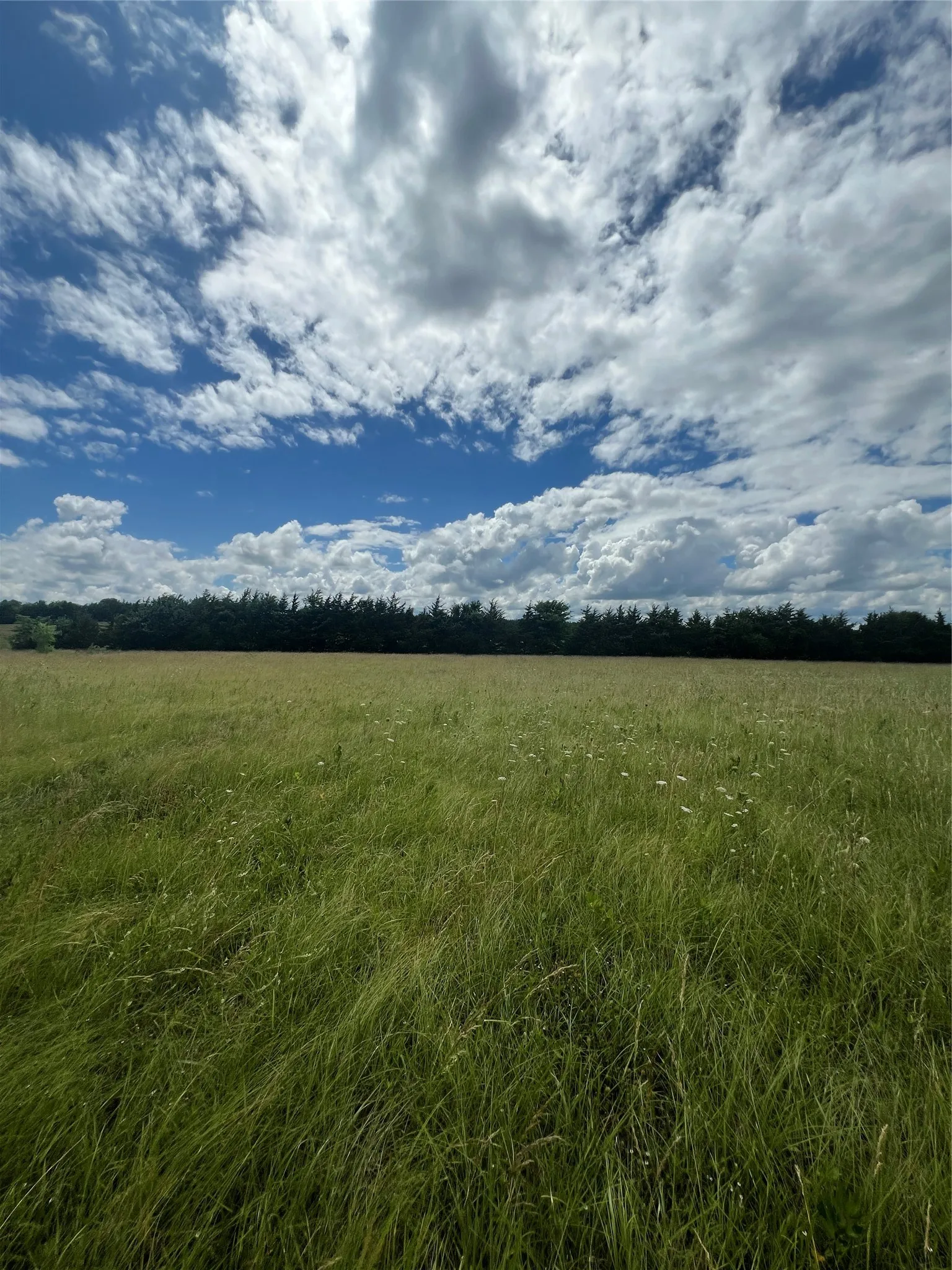 Expansive green field featuring varied grasses and natural​​‌​​​​‌​​‌‌​‌‌​​​‌‌​‌​‌​‌​​​‌​​ flora