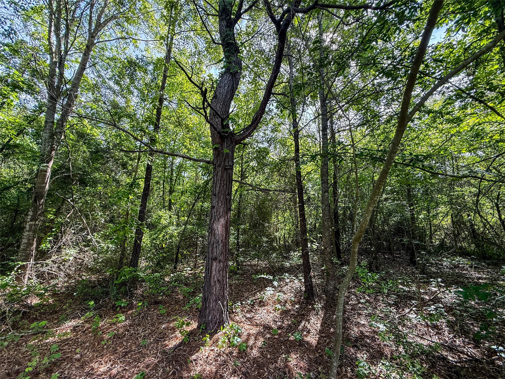 Unimproved Land For Sale in Upshur County , tbd White Oak Road, Big Sandy, Texas 75755, 0, 0, Garage spaces, 0 Sqft, built in 0, mls#21254182, Real Estate Agent in Big Sandy, Homes For Sale in Upshur county, Homes For Sale in Big Sandy, Realtor in Big Sandy Texas, Real Estate Brokerage Independent Realty Texas, Luminita Cordes Realtor