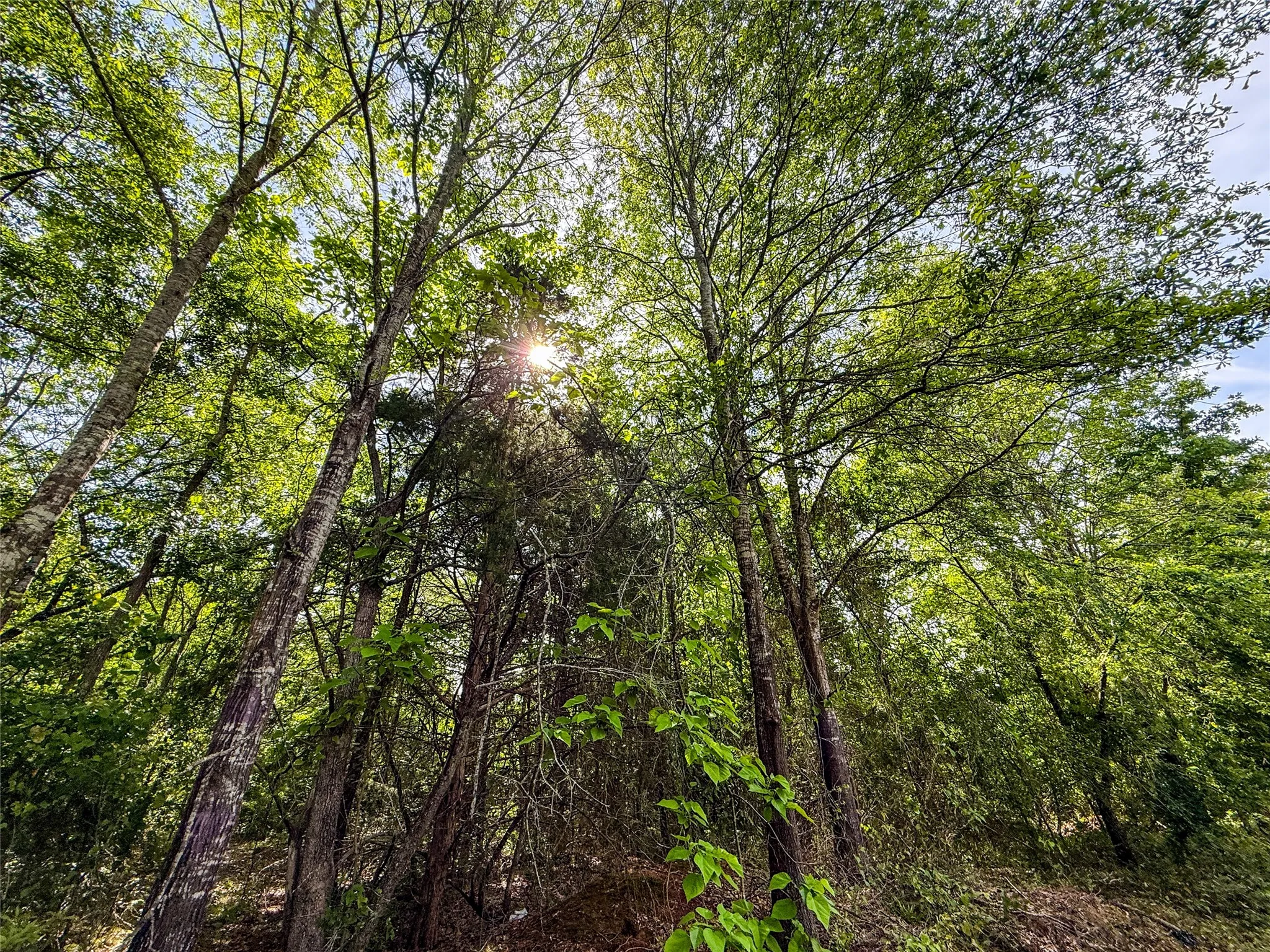 Unimproved Land For Sale in Upshur County , tbd White Oak Road, Big Sandy, Texas 75755, 0, 0, Garage spaces, 0 Sqft, built in 0, mls#21254182, Real Estate Agent in Big Sandy, Homes For Sale in Upshur county, Homes For Sale in Big Sandy, Realtor in Big Sandy Texas, Real Estate Brokerage Independent Realty Texas, Luminita Cordes Realtor