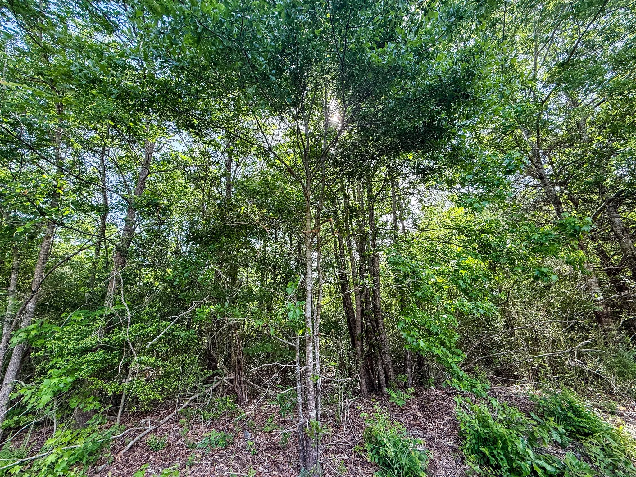 Unimproved Land For Sale in Upshur County , tbd White Oak Road, Big Sandy, Texas 75755, 0, 0, Garage spaces, 0 Sqft, built in 0, mls#21254182, Real Estate Agent in Big Sandy, Homes For Sale in Upshur county, Homes For Sale in Big Sandy, Realtor in Big Sandy Texas, Real Estate Brokerage Independent Realty Texas, Luminita Cordes Realtor