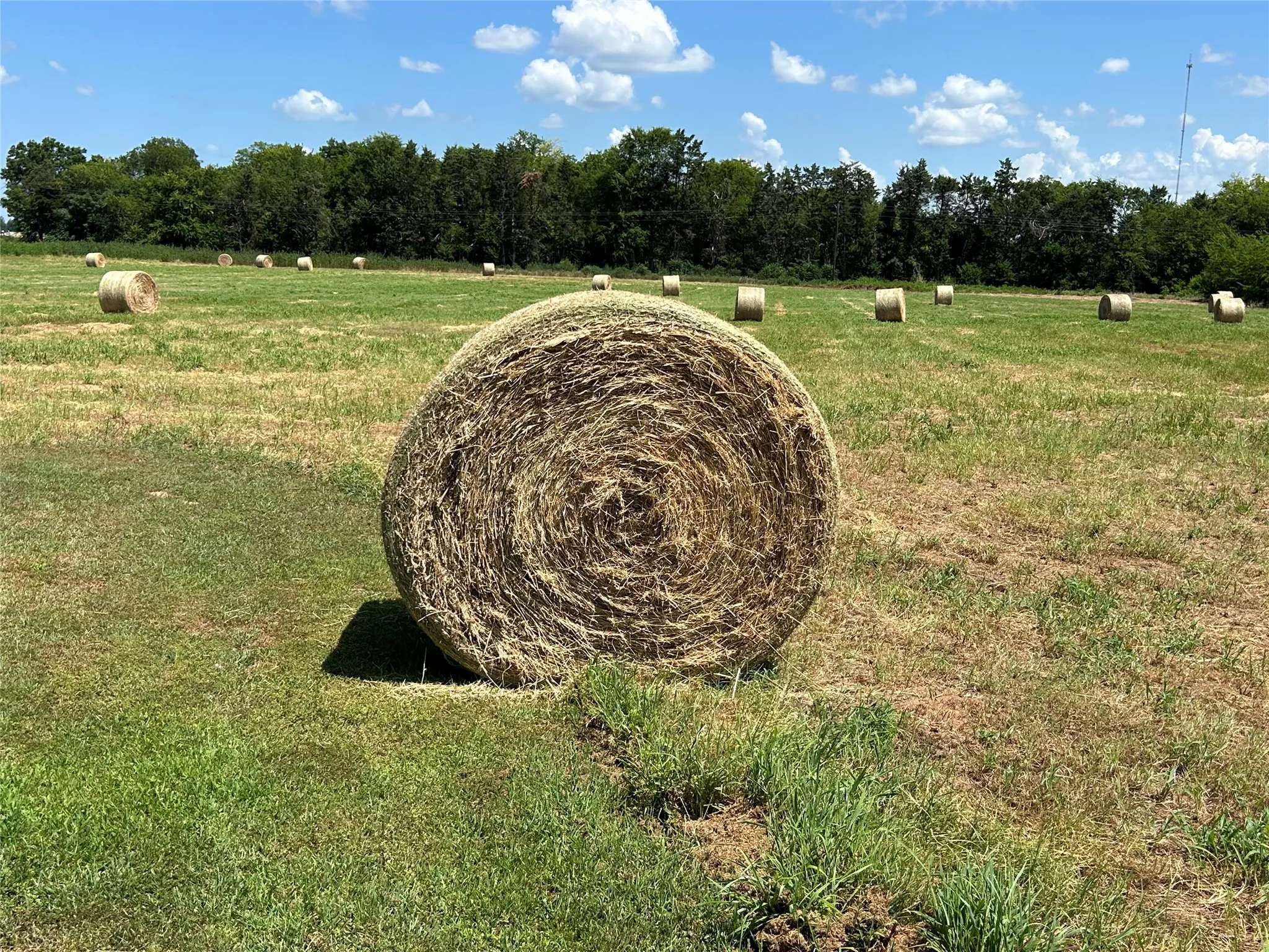 Baled hay on the field