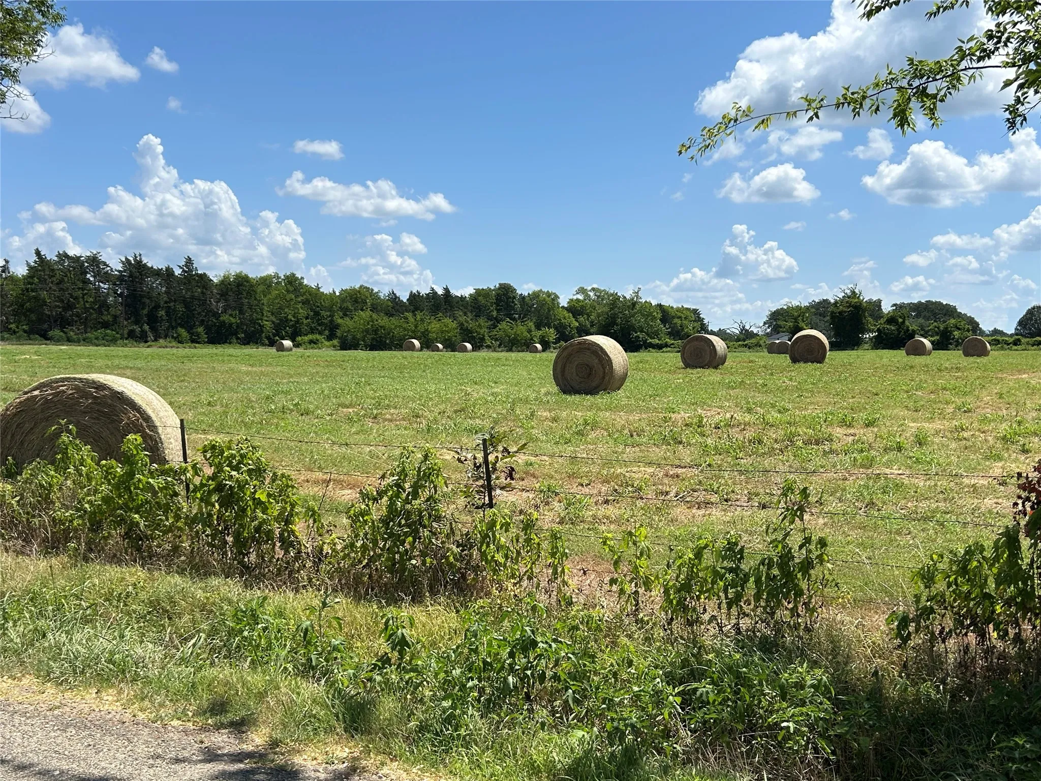 Hay bales on the field