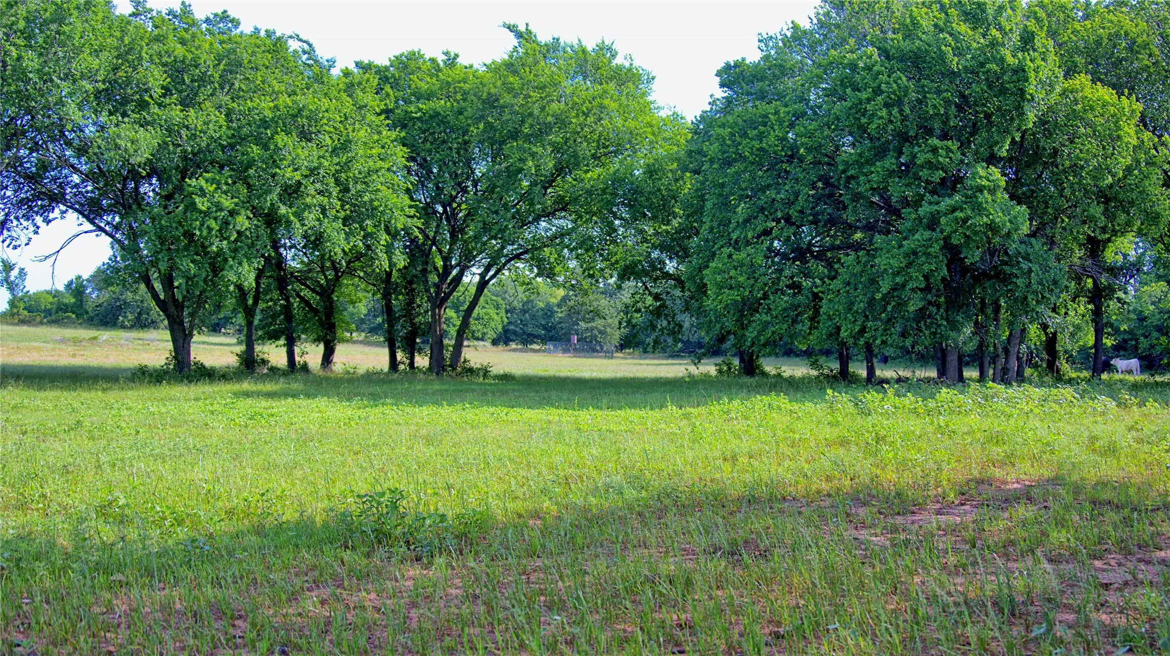 Improved Land For Sale in Montague County , 16194 FM 1816, Nocona, Texas 76255, 0, 0, Garage spaces, 0 Sqft, built in 0, Price $1,300,000, mls#21294029, Real Estate Agent in Nocona, Homes For Sale in Montague county, Homes For Sale in Nocona, Realtor in Nocona Texas, Real Estate Brokerage Independent Realty Texas, Luminita Cordes Realtor