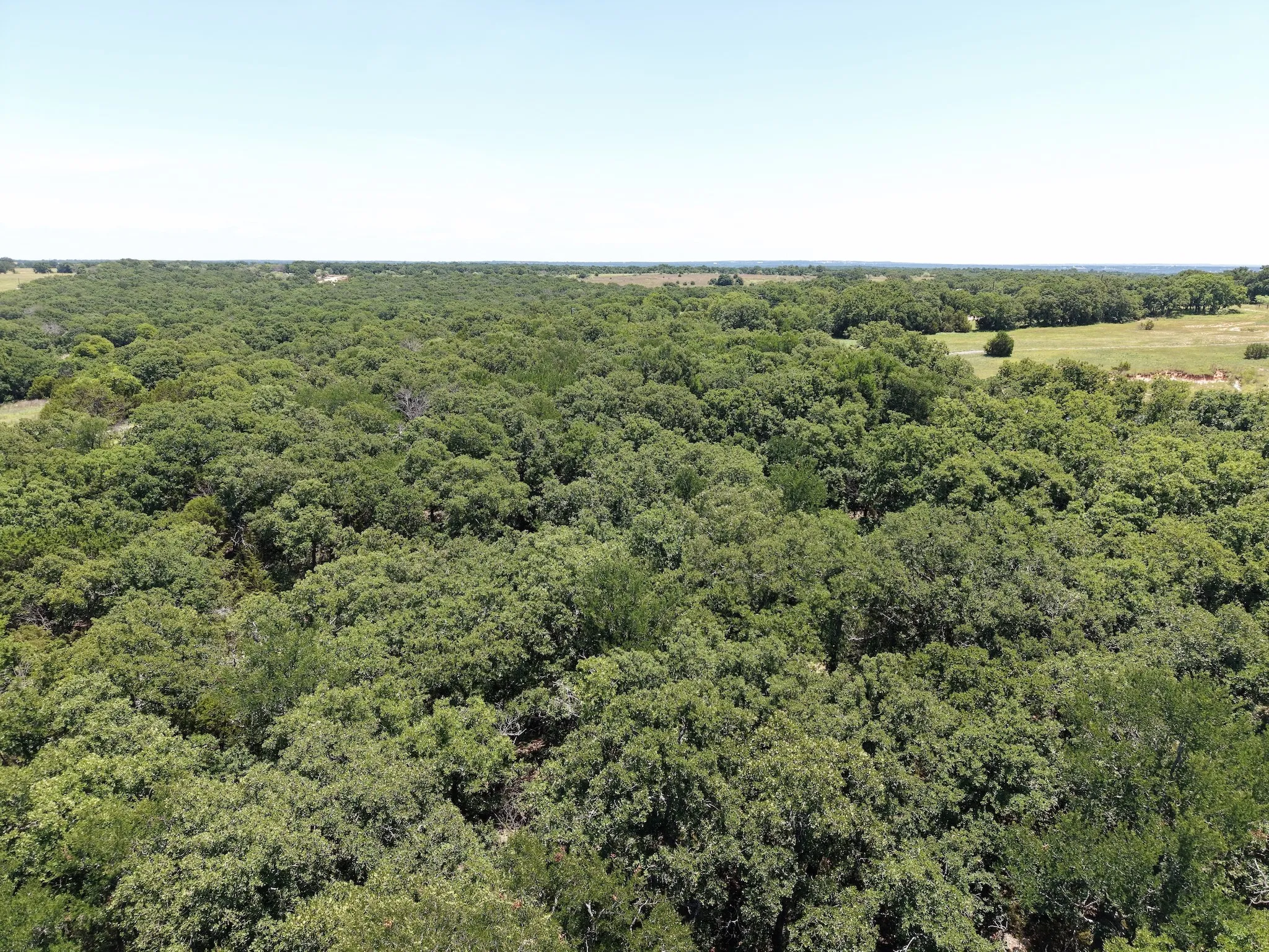 Tons on mature trees on lot 53
