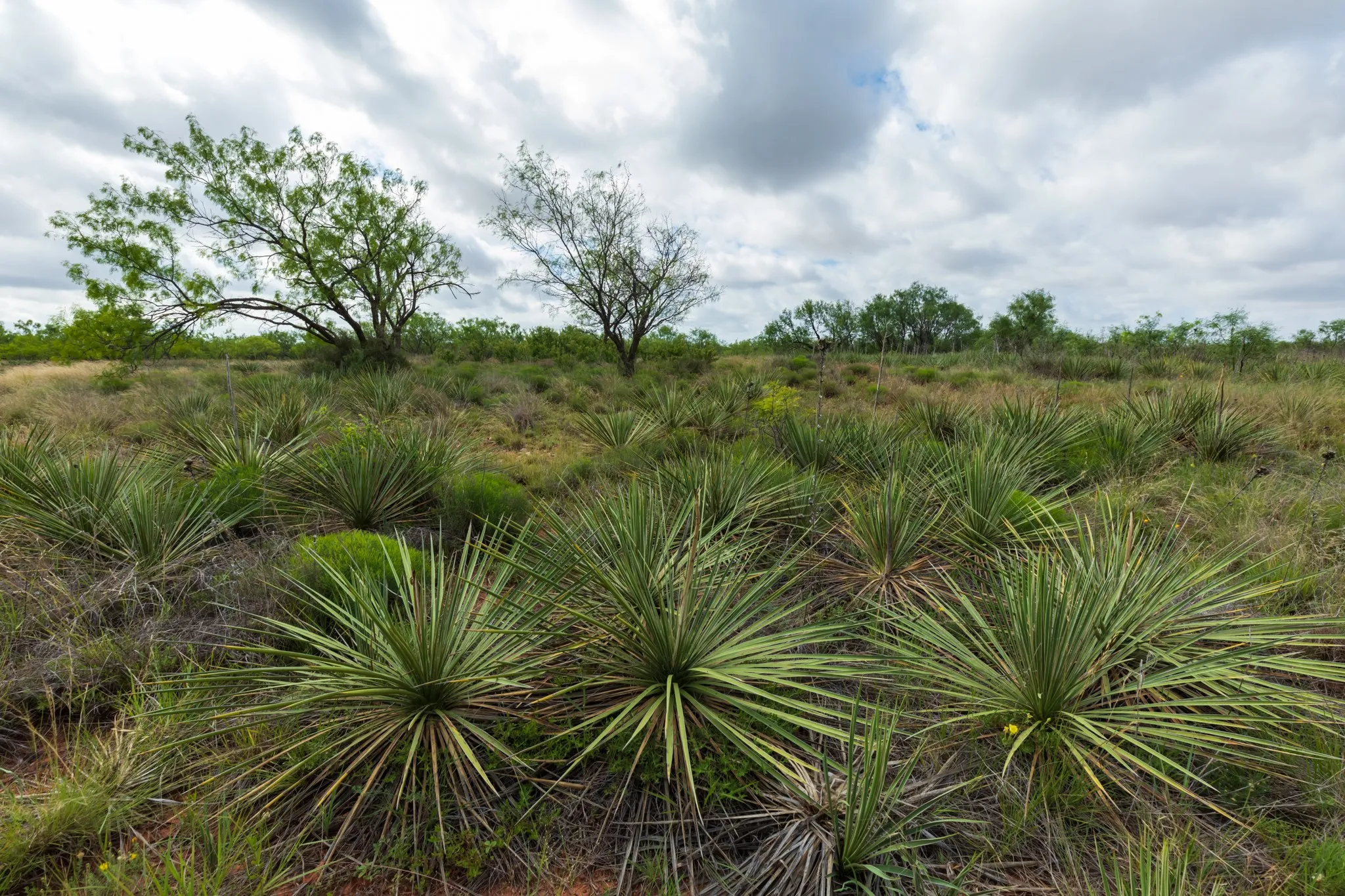 Unimproved Land For Sale in Jones County , TBD PR 4082, Abilene, Texas 79601, 0, 0, Garage spaces, 0 Sqft, built in 0, mls#21294718, Real Estate Agent in Abilene, Homes For Sale in Jones county, Homes For Sale in Abilene, Realtor in Abilene Texas, Real Estate Brokerage Independent Realty Texas, Luminita Cordes Realtor