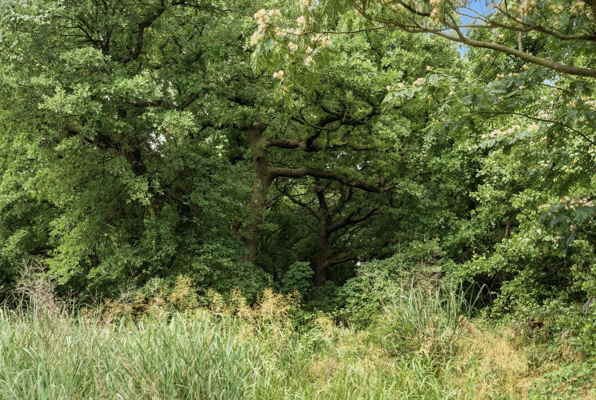 Ranch For Sale in Parker County , TBD Lone Star Road, Poolville, Texas 76487, 0, 0, Garage spaces, 0 Sqft, built in 0, Price $499,850, mls#21293894, Real Estate Agent in Poolville, Homes For Sale in Parker county, Homes For Sale in Poolville, Realtor in Poolville Texas, Real Estate Brokerage Independent Realty Texas, Luminita Cordes Realtor