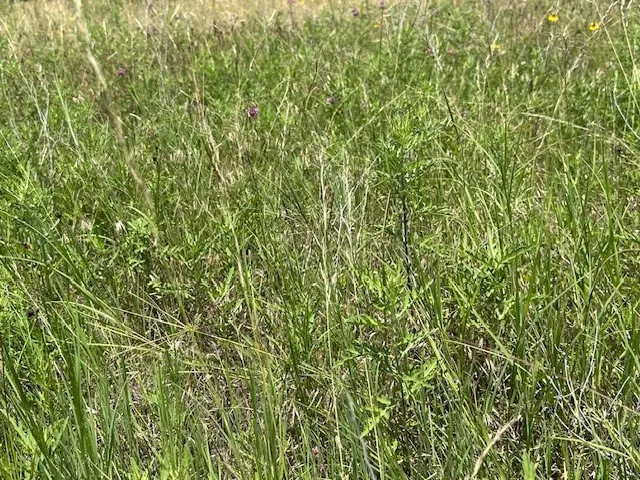 Native Grass