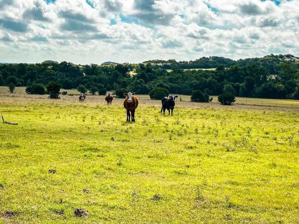 Ranch For Sale in Coryell County , 2455 FM 116, Gatesville, Texas 76528, 0, 0, Garage spaces, 0 Sqft, built in 0, mls#21295515, Real Estate Agent in Gatesville, Homes For Sale in Coryell county, Homes For Sale in Gatesville, Realtor in Gatesville Texas, Real Estate Brokerage Independent Realty Texas, Luminita Cordes Realtor