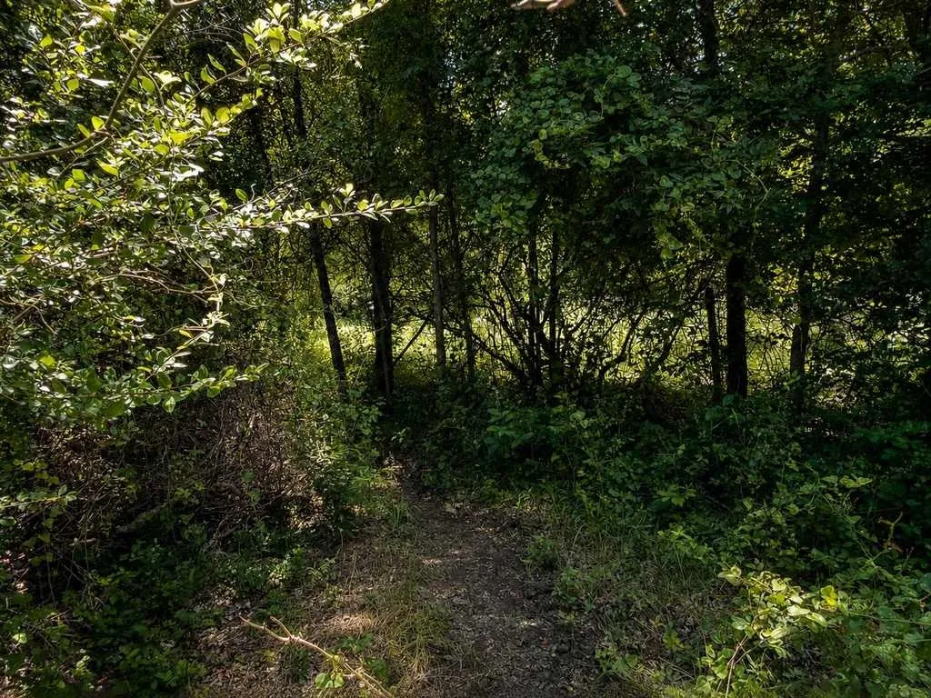 Ranch For Sale in Coryell County , 2455 FM 116, Gatesville, Texas 76528, 0, 0, Garage spaces, 0 Sqft, built in 0, mls#21295515, Real Estate Agent in Gatesville, Homes For Sale in Coryell county, Homes For Sale in Gatesville, Realtor in Gatesville Texas, Real Estate Brokerage Independent Realty Texas, Luminita Cordes Realtor