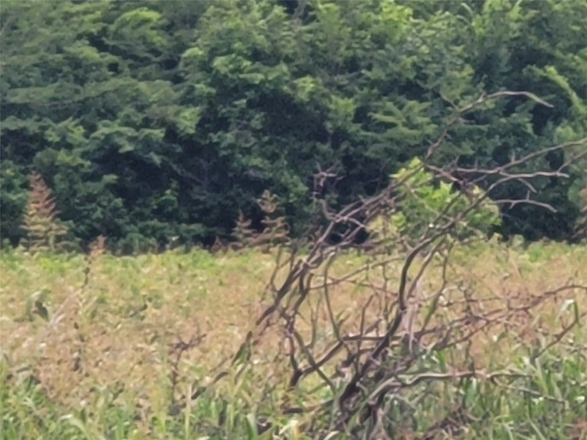 Unimproved Land For Sale in Red River (TX) County , 422 COUNTY ROAD 1345, Clarksville, Texas 75426, 0, 0, Garage spaces, 0 Sqft, built in 0, Price $99,000, mls#21294860, Real Estate Agent in Clarksville, Homes For Sale in Red River (TX) county, Homes For Sale in Clarksville, Realtor in Clarksville Texas, Real Estate Brokerage Independent Realty Texas, Luminita Cordes Realtor