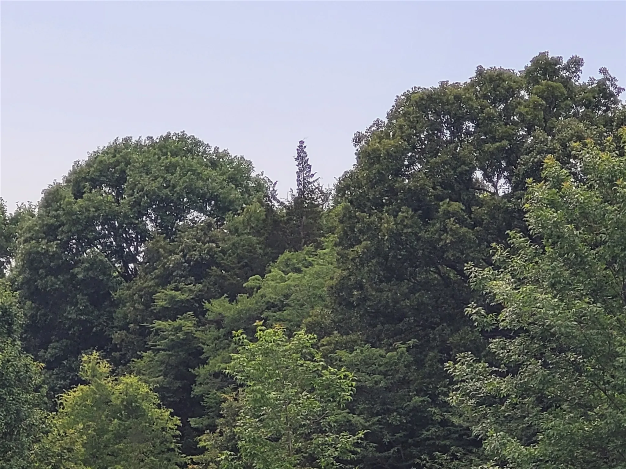 Unimproved Land For Sale in Red River (TX) County , 422 COUNTY ROAD 1345, Clarksville, Texas 75426, 0, 0, Garage spaces, 0 Sqft, built in 0, Price $99,000, mls#21294860, Real Estate Agent in Clarksville, Homes For Sale in Red River (TX) county, Homes For Sale in Clarksville, Realtor in Clarksville Texas, Real Estate Brokerage Independent Realty Texas, Luminita Cordes Realtor