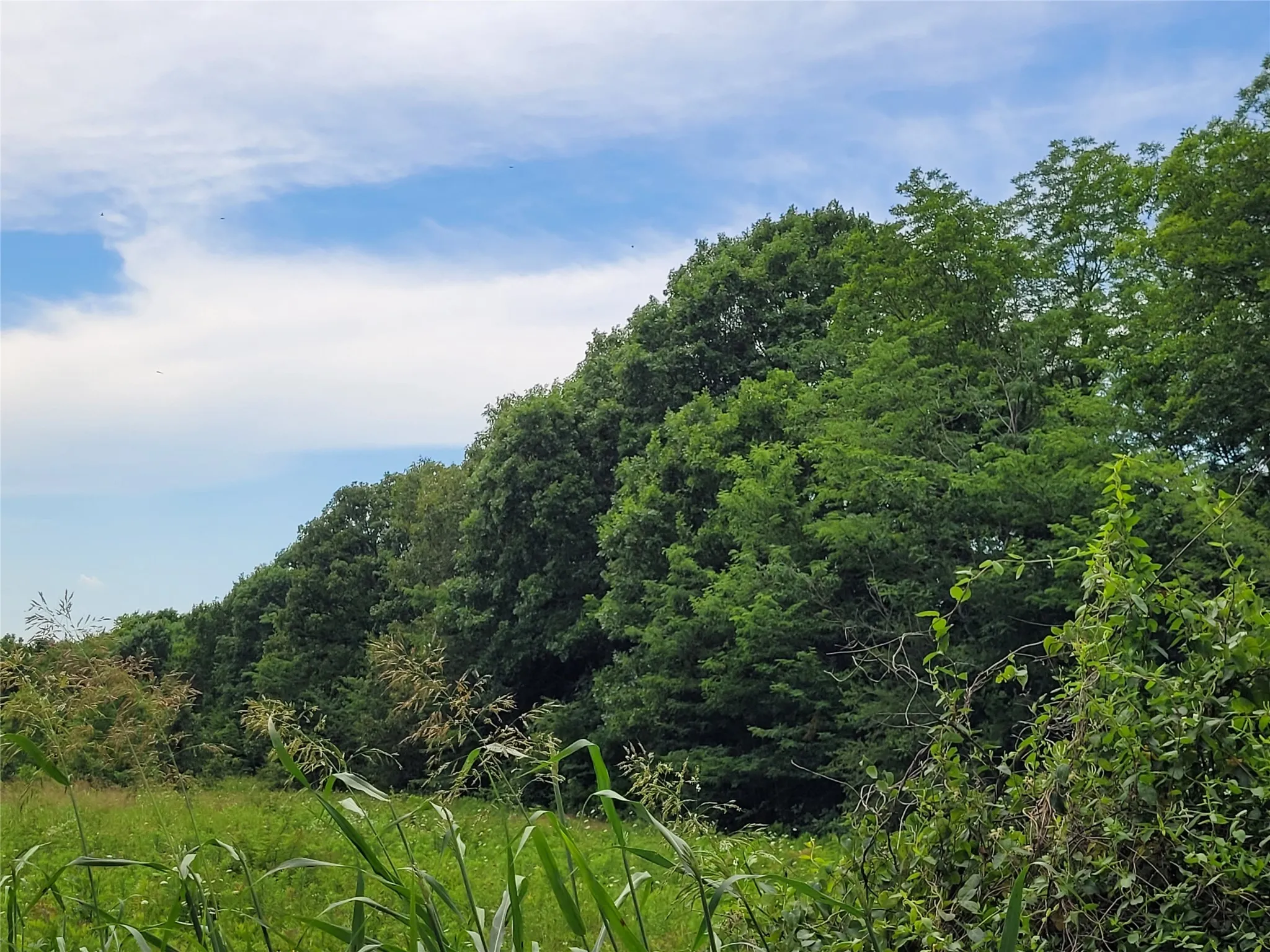 west boundary tree line.