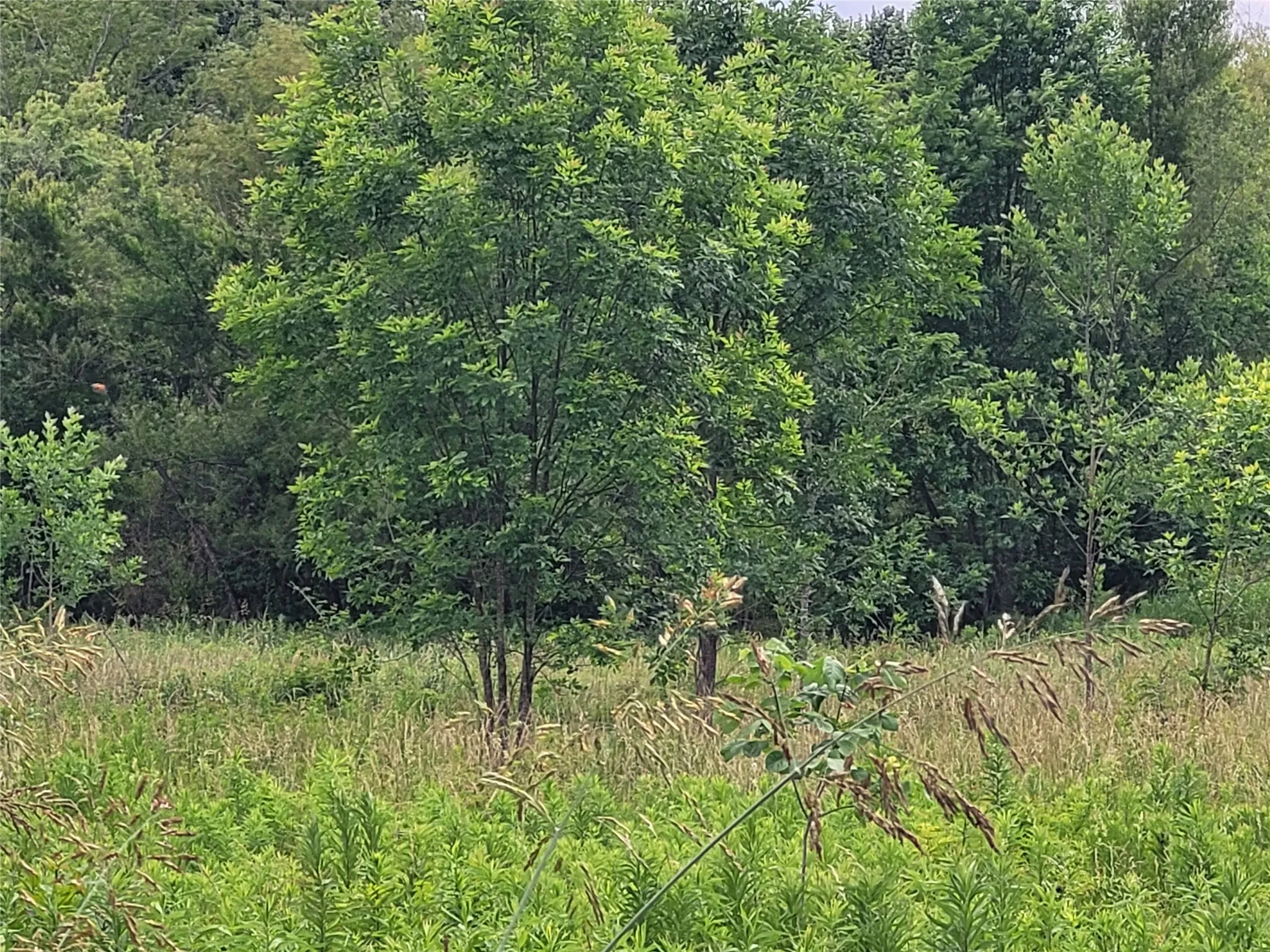 Unimproved Land For Sale in Red River (TX) County , 422 COUNTY ROAD 1345, Clarksville, Texas 75426, 0, 0, Garage spaces, 0 Sqft, built in 0, Price $99,000, mls#21294860, Real Estate Agent in Clarksville, Homes For Sale in Red River (TX) county, Homes For Sale in Clarksville, Realtor in Clarksville Texas, Real Estate Brokerage Independent Realty Texas, Luminita Cordes Realtor