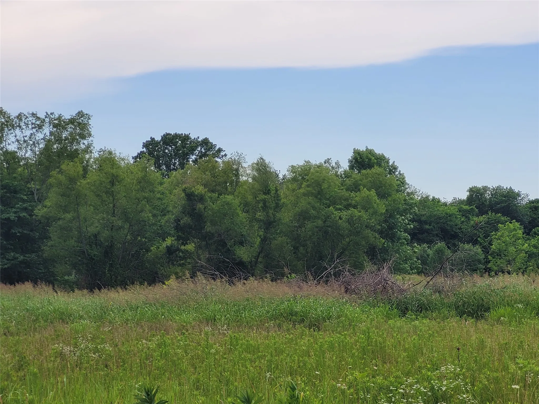 pond among this group of trees.