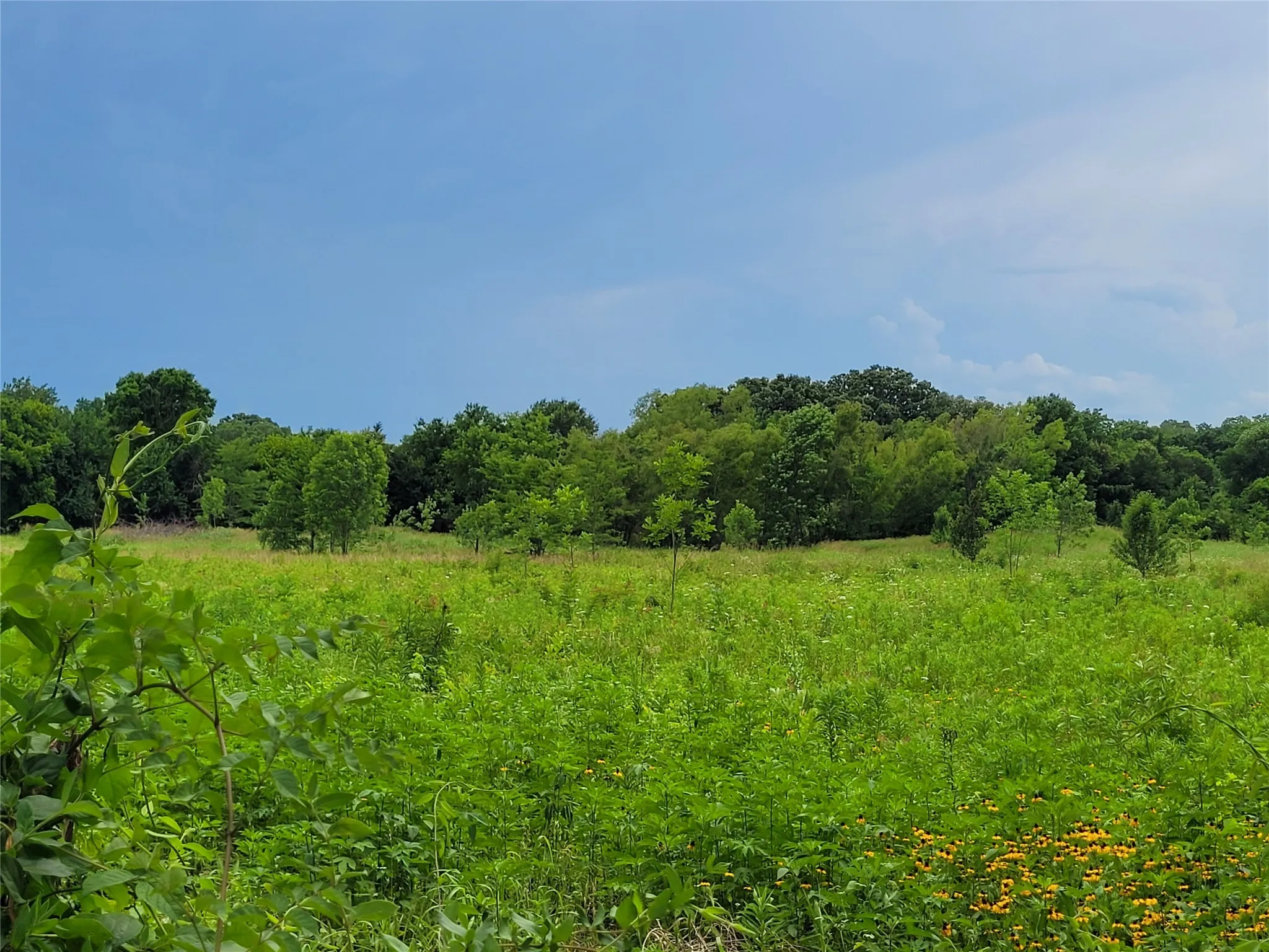 Unimproved Land For Sale in Red River (TX) County , 422 COUNTY ROAD 1345, Clarksville, Texas 75426, 0, 0, Garage spaces, 0 Sqft, built in 0, Price $99,000, mls#21294860, Real Estate Agent in Clarksville, Homes For Sale in Red River (TX) county, Homes For Sale in Clarksville, Realtor in Clarksville Texas, Real Estate Brokerage Independent Realty Texas, Luminita Cordes Realtor